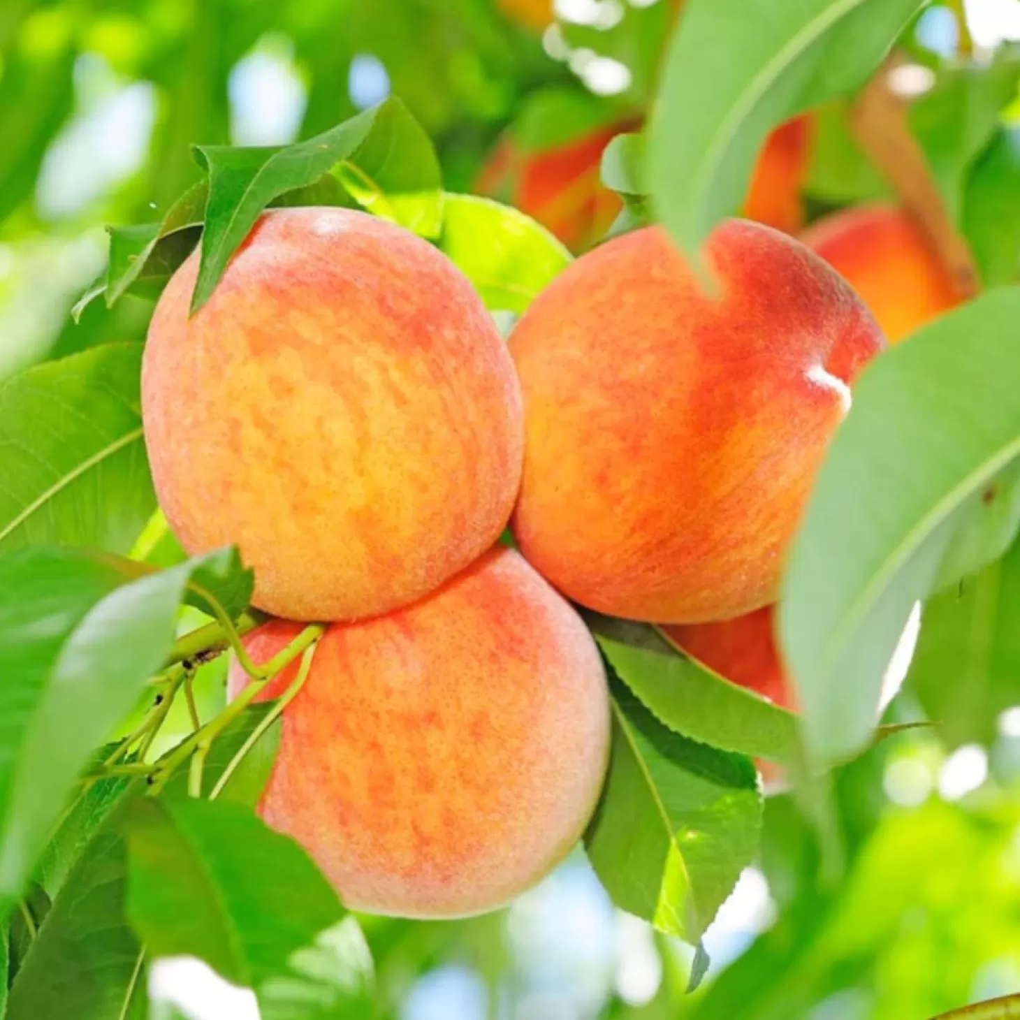 Fruit Trees>Roger's Gardens Peach 'Honey Babe - Miniature - #5 Gallon