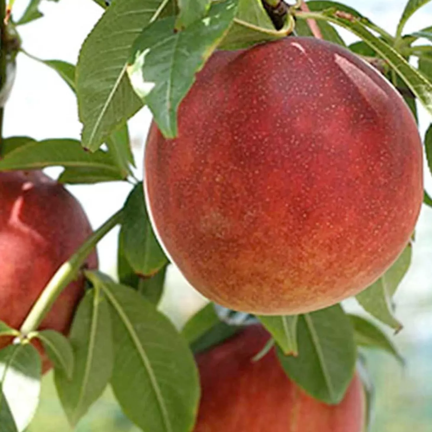 Fruit Trees>Roger's Gardens Peach 'July Elberta' - Semi-Dwarf - 24" Box