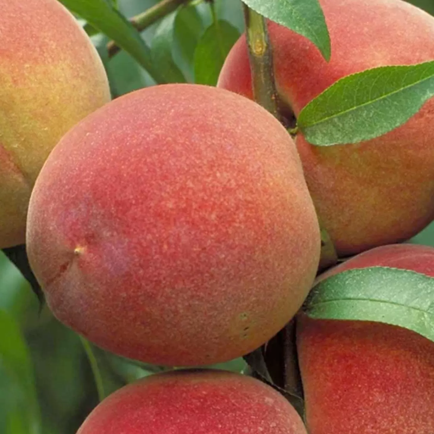 Fruit Trees>Roger's Gardens Peach 'May Pride' - Semi-Dwarf - 24" Box