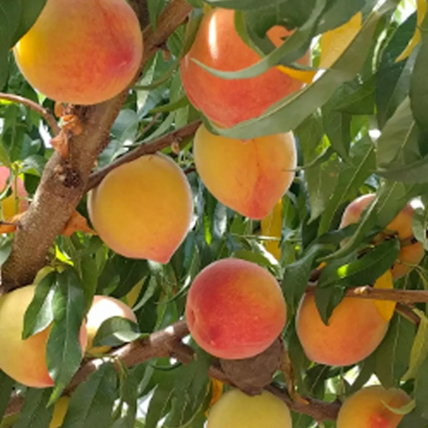 Fruit Trees>Roger's Gardens Peach 'Mid-Pride' - Std.Root - #15 Gallon