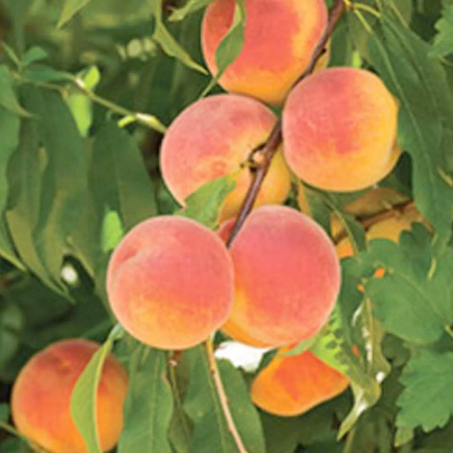 Fruit Trees>Roger's Gardens Peach 'Red Baron' - Std. Root - #5 Gallon