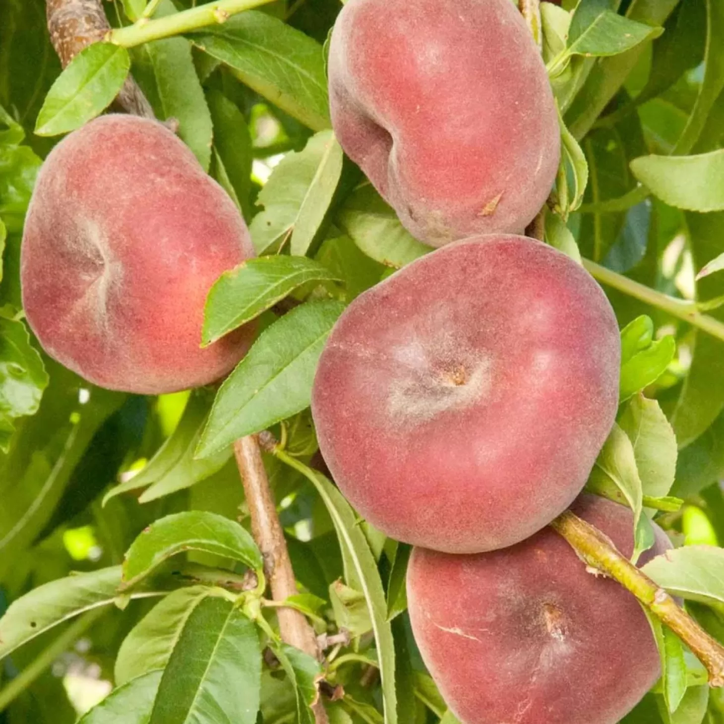 Fruit Trees>Roger's Gardens Peach 'sauzee Swirl White' - Std.Root - #5 Gallon