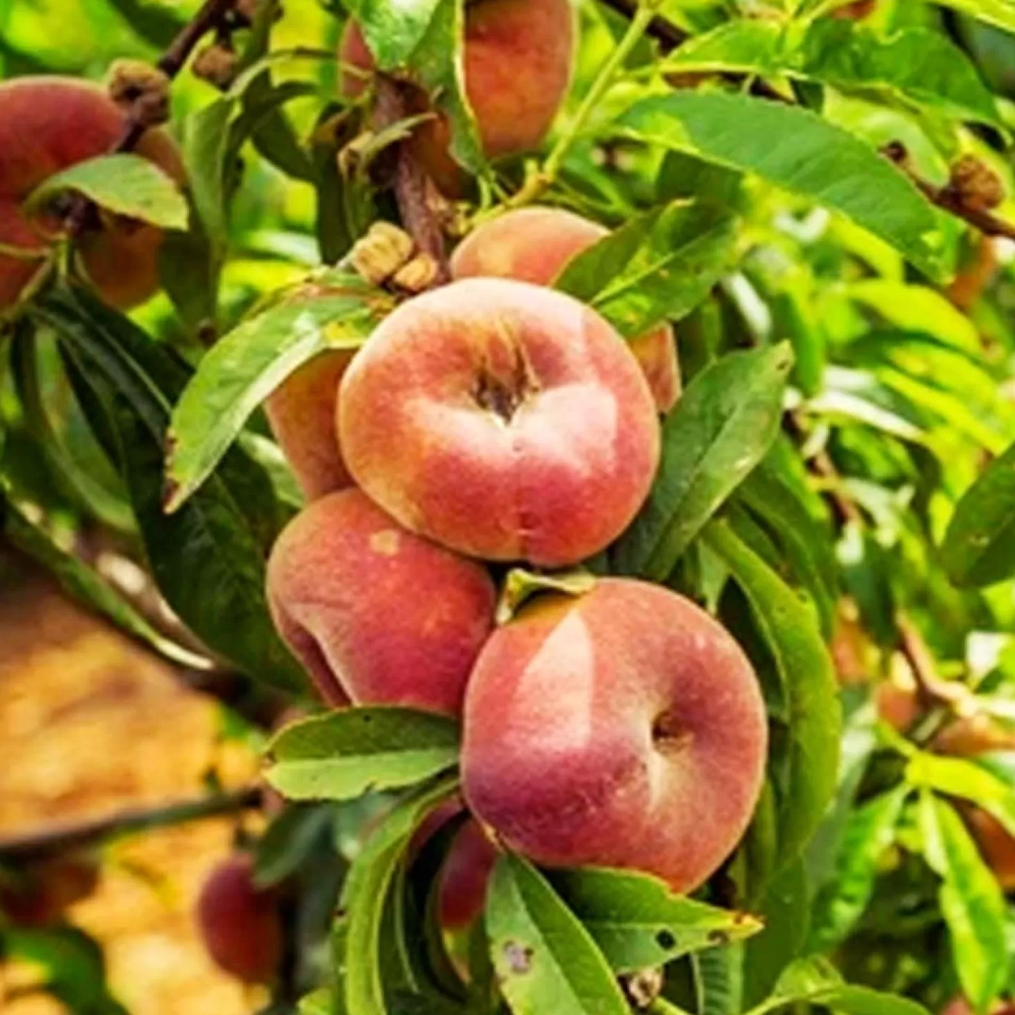 Fruit Trees>Roger's Gardens Peach 'stark Saturn' Semi Dwarf - #5 Gallon