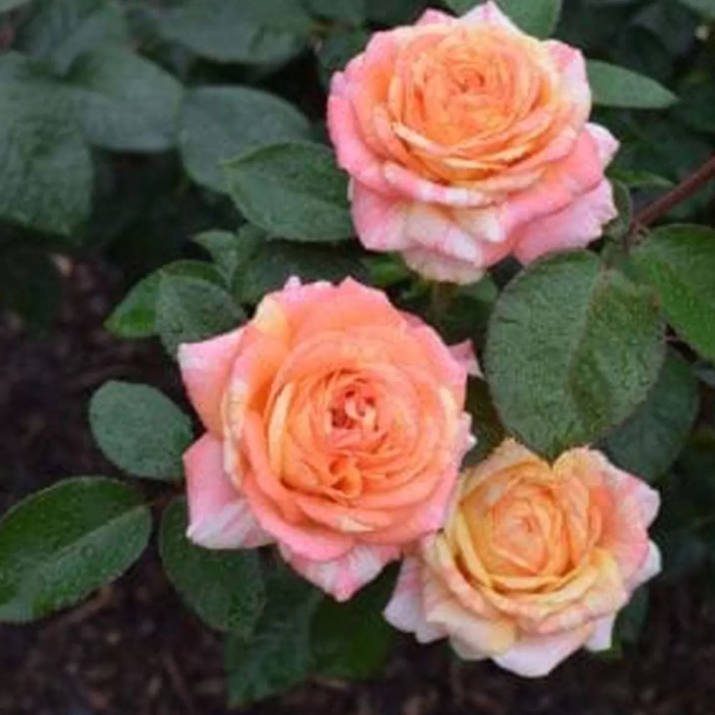 Roses>Roger's Gardens Peach Swirl - 5 Gallon