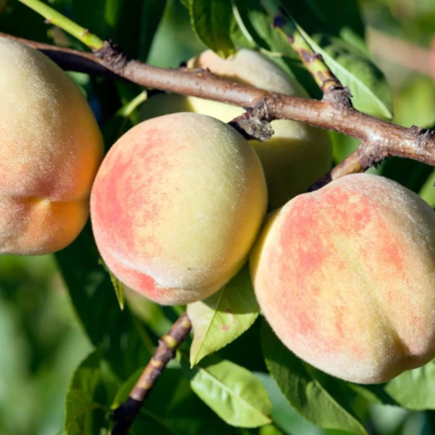 Fruit Trees>Roger's Gardens Peach 'Tropic Snow' - Std.Root - #5 Gallon