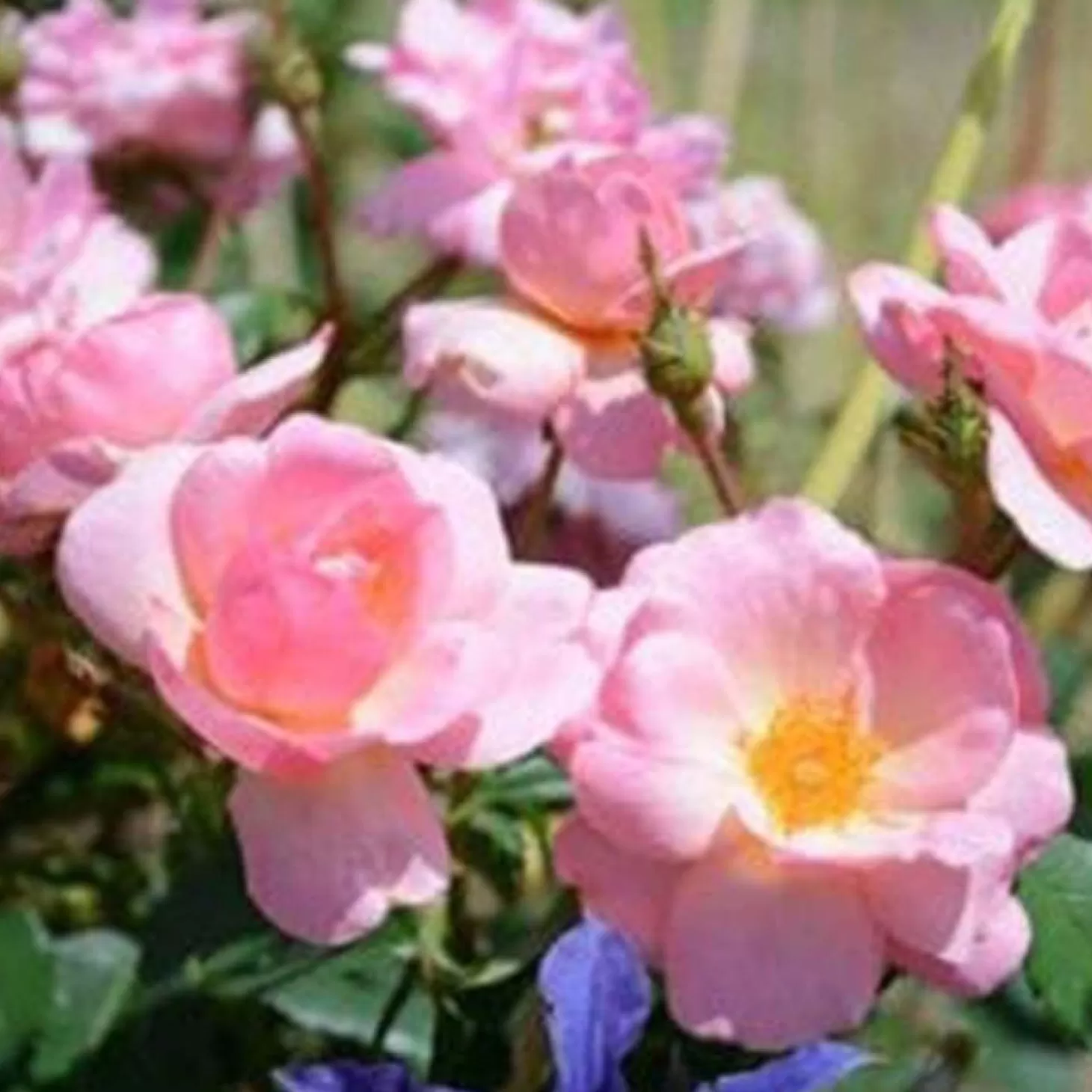 Roses>Roger's Gardens Peachy Knock Out - 2 Gallon