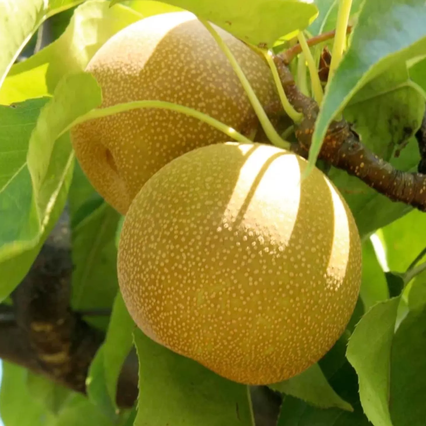 Fruit Trees>Roger's Gardens Pear 'Asian 20Th Century' - Semi-Dwarf - #15 Gallon