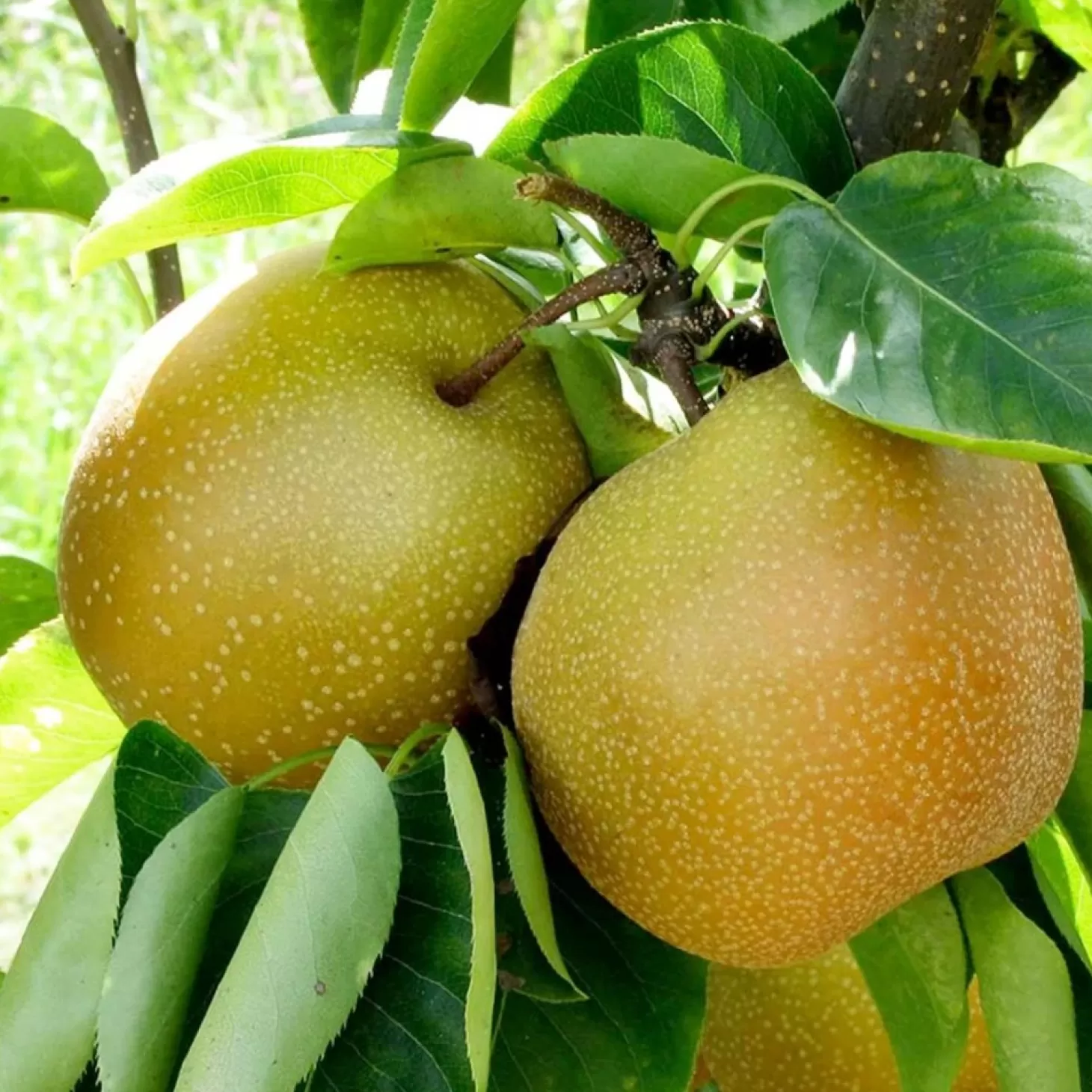 Fruit Trees>Roger's Gardens Pear 'Asian Shinseiki' - #5 Gallon