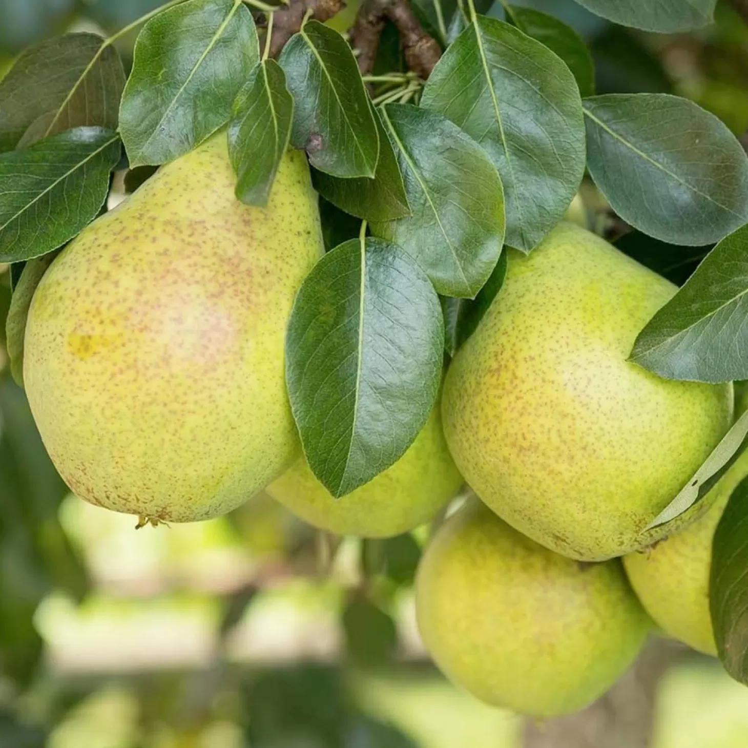 Fruit Trees>Roger's Gardens Pear 'Hood' - Semi-Dwarf - #5 Gallon