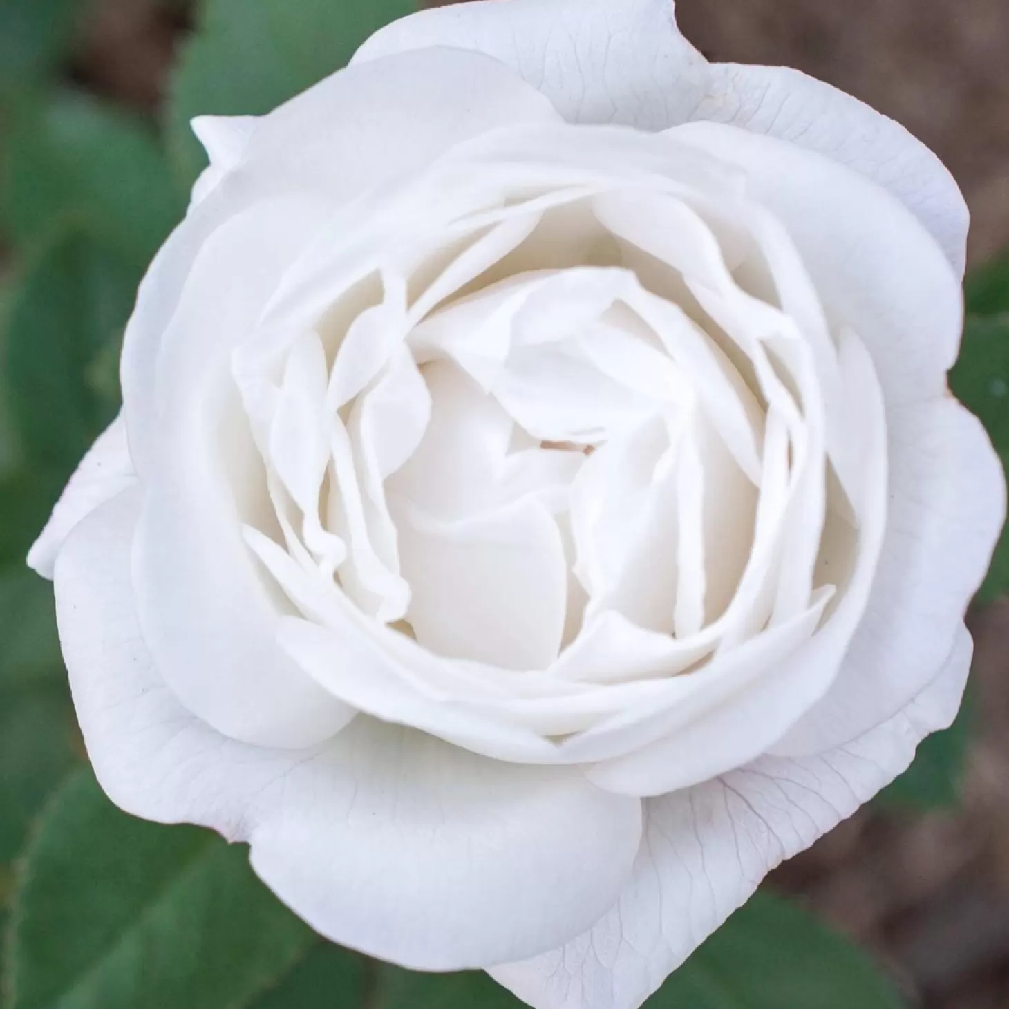 Roses>Roger's Gardens Pearlescent - 5 Gallon