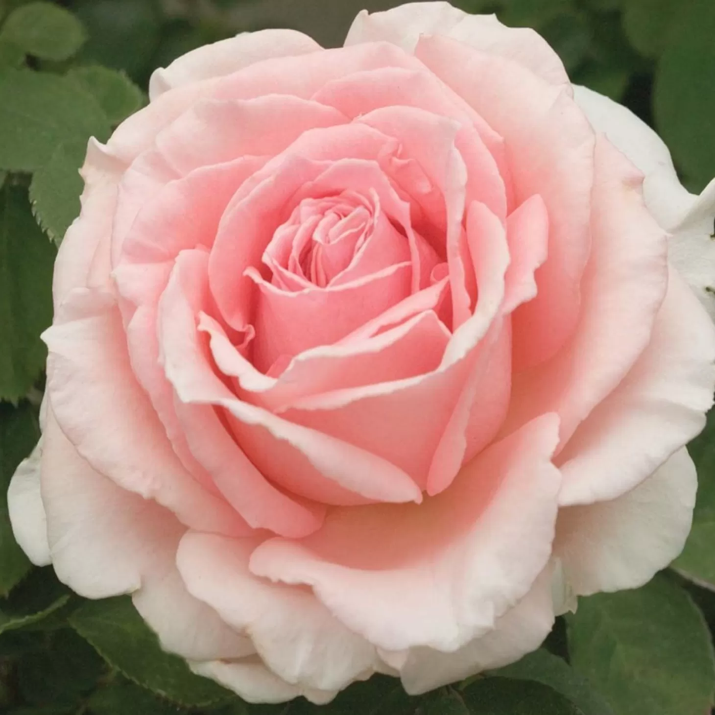 Roses>Roger's Gardens Pearly Gates - 5 Gallon