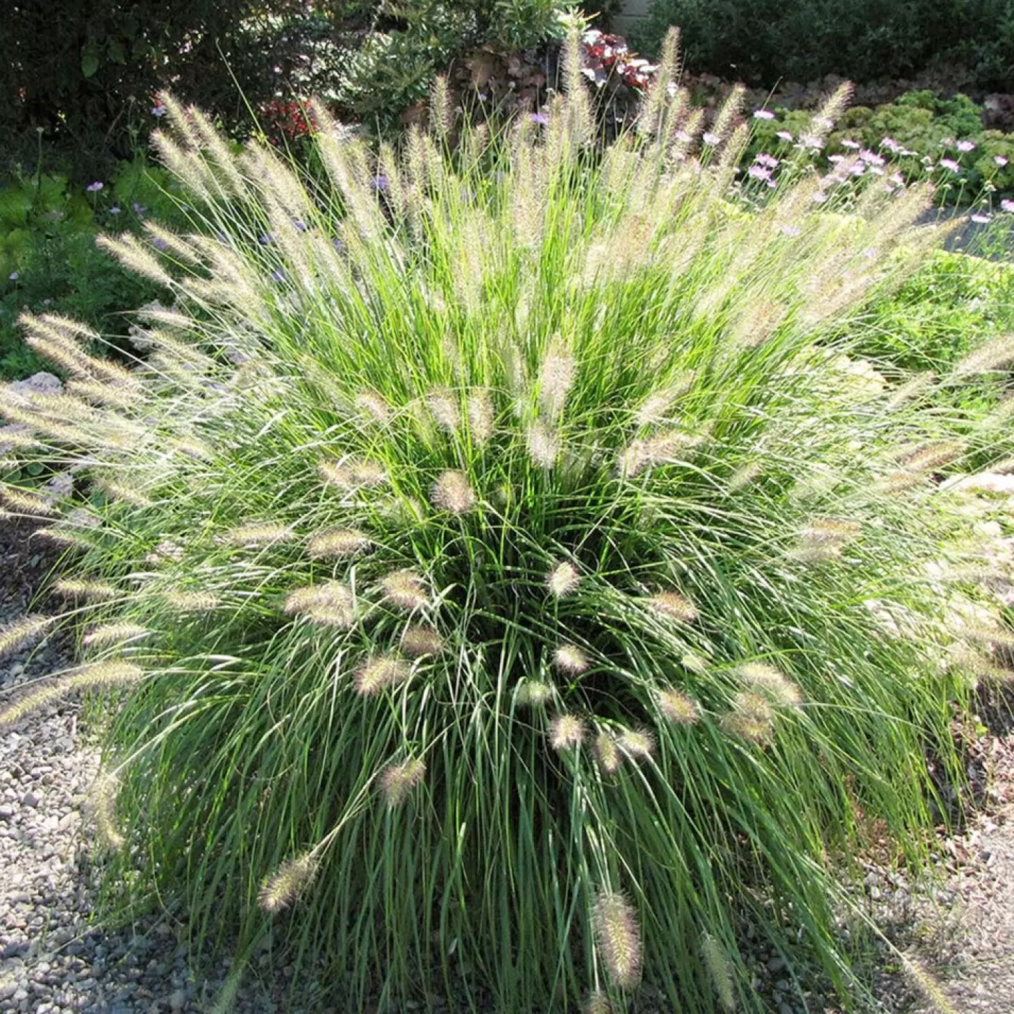 Landscape Plants>Roger's Gardens Pennisetum 'Hameln' - Dwarf Fountain Grass - 2 Gallon