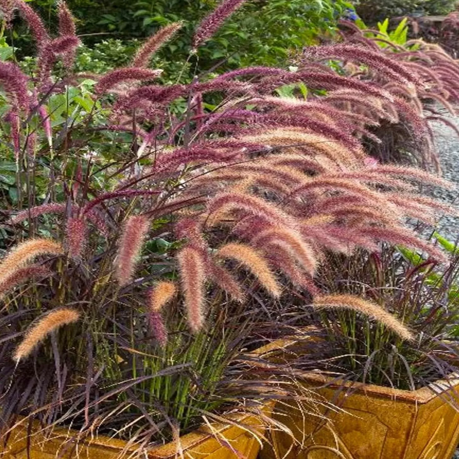 Landscape Plants>Roger's Gardens Pennisetum Setaceum 'Rubrum' - Purple Fountain Grass - 5 Gallon