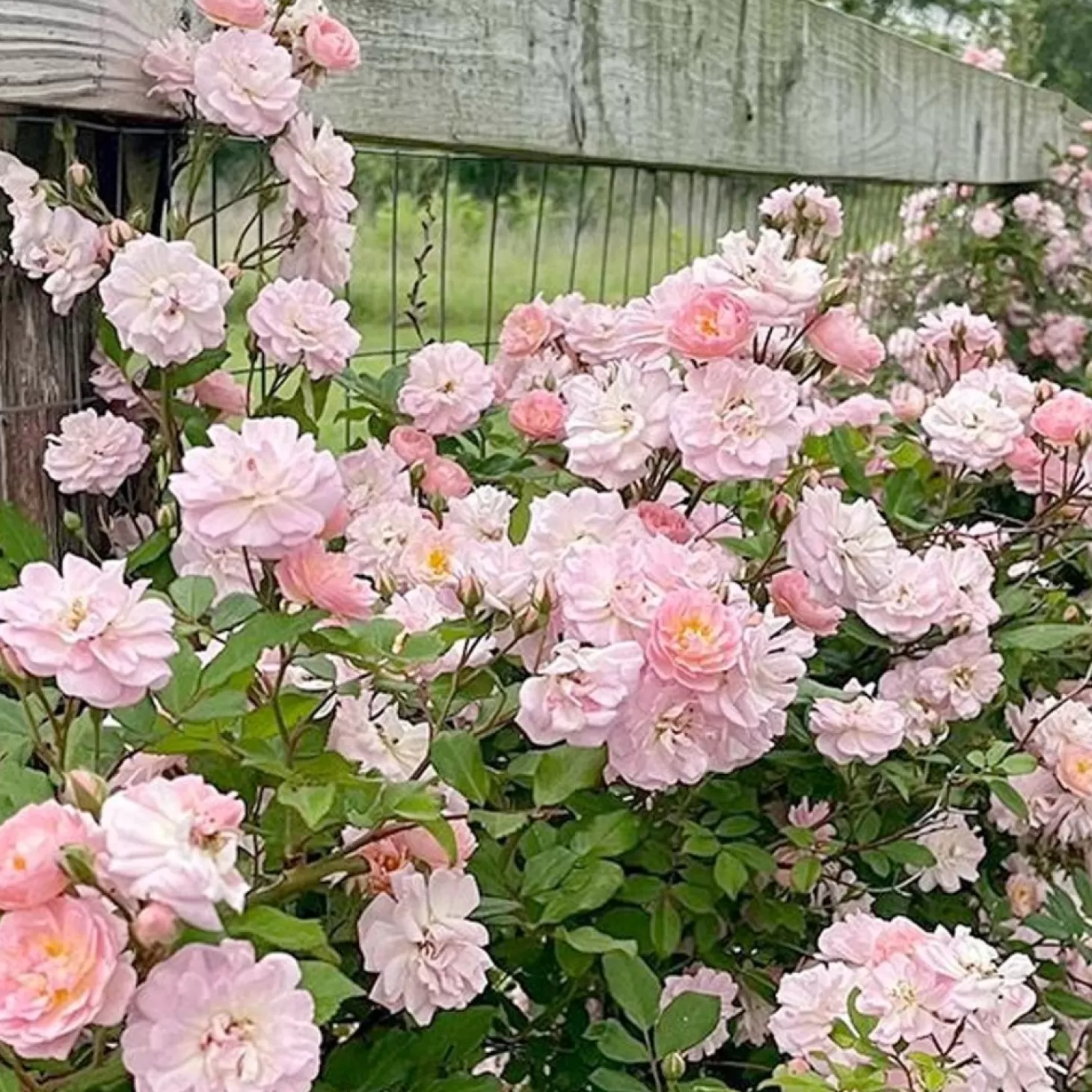 Roses>Roger's Gardens Perfume Breeze - 5 Gallon