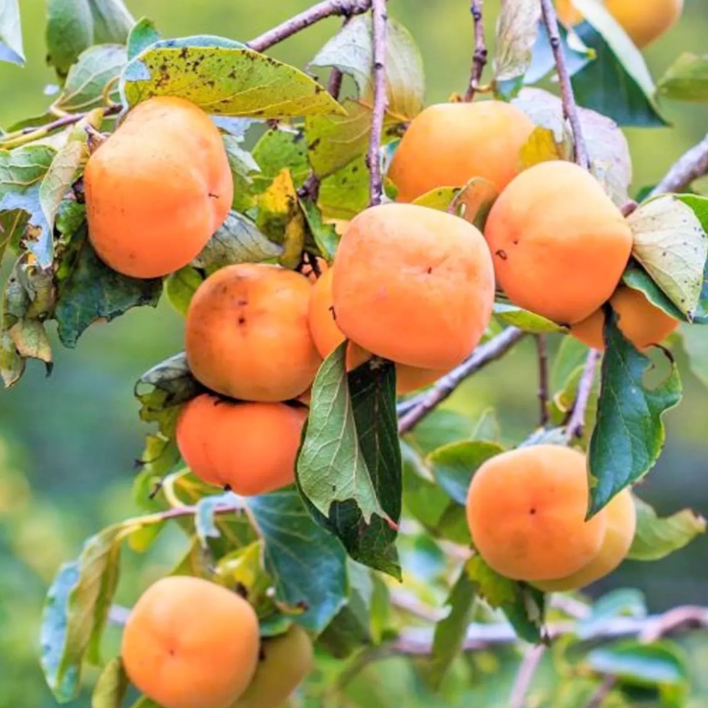 Fruit Trees>Roger's Gardens Persimmon 'Fuyu - Jiro' - #5 Gallon