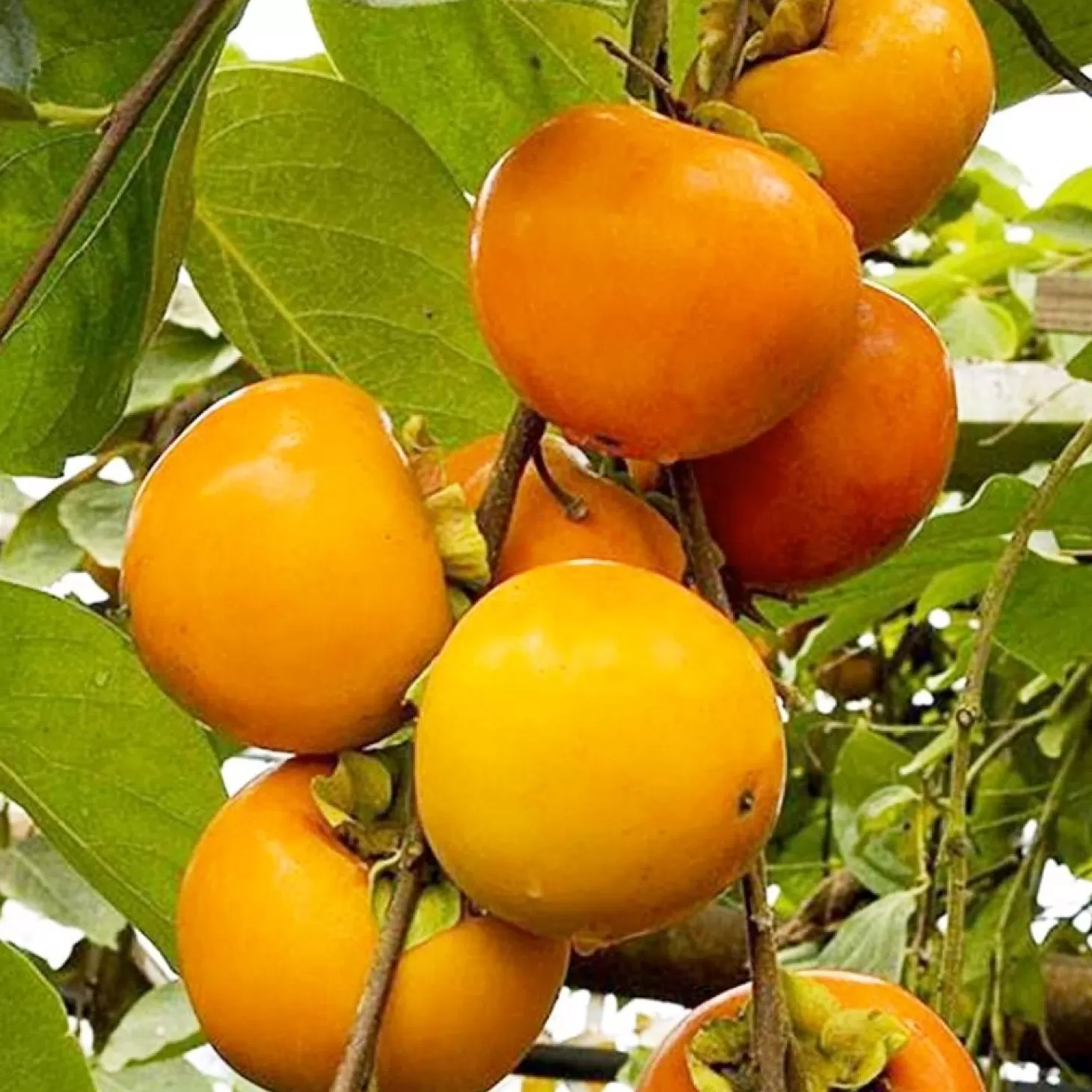 Fruit Trees>Roger's Gardens Persimmon 'Giant Fuyu' - #5 Gallon