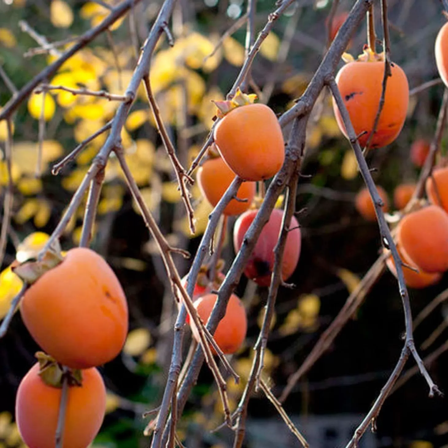 Fruit Trees>Roger's Gardens Persimmon 'Hachiya' - #5 Gallon