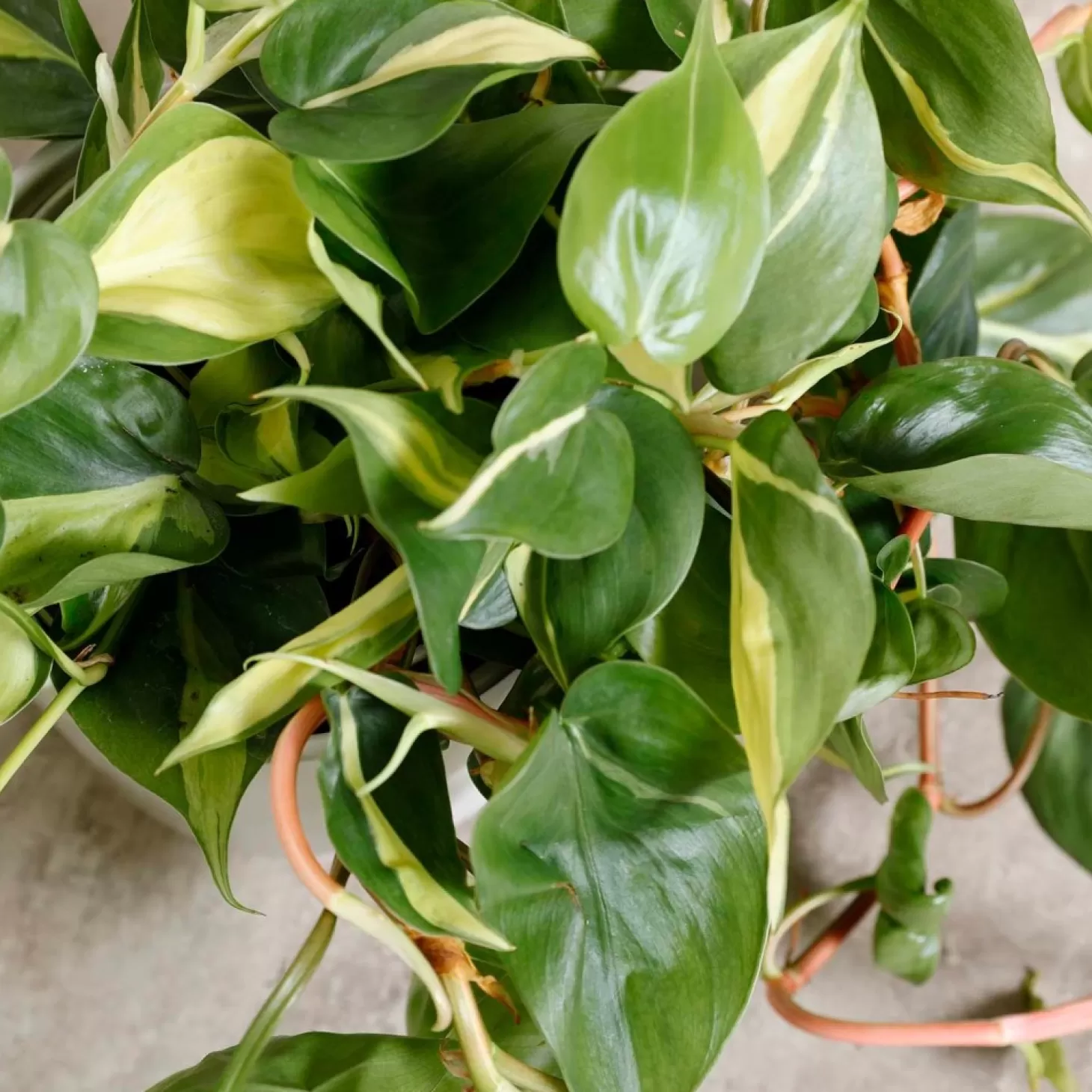 Indoor Plants>Roger's Gardens Philodendron Cordatum 'Brasil ' - 6In