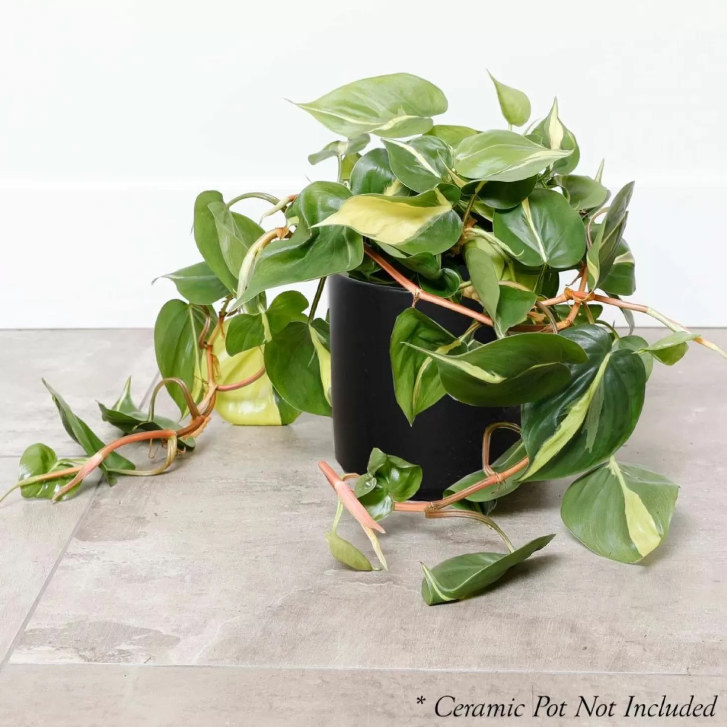 Indoor Plants>Roger's Gardens Philodendron Cordatum 'Brasil ' - 6In