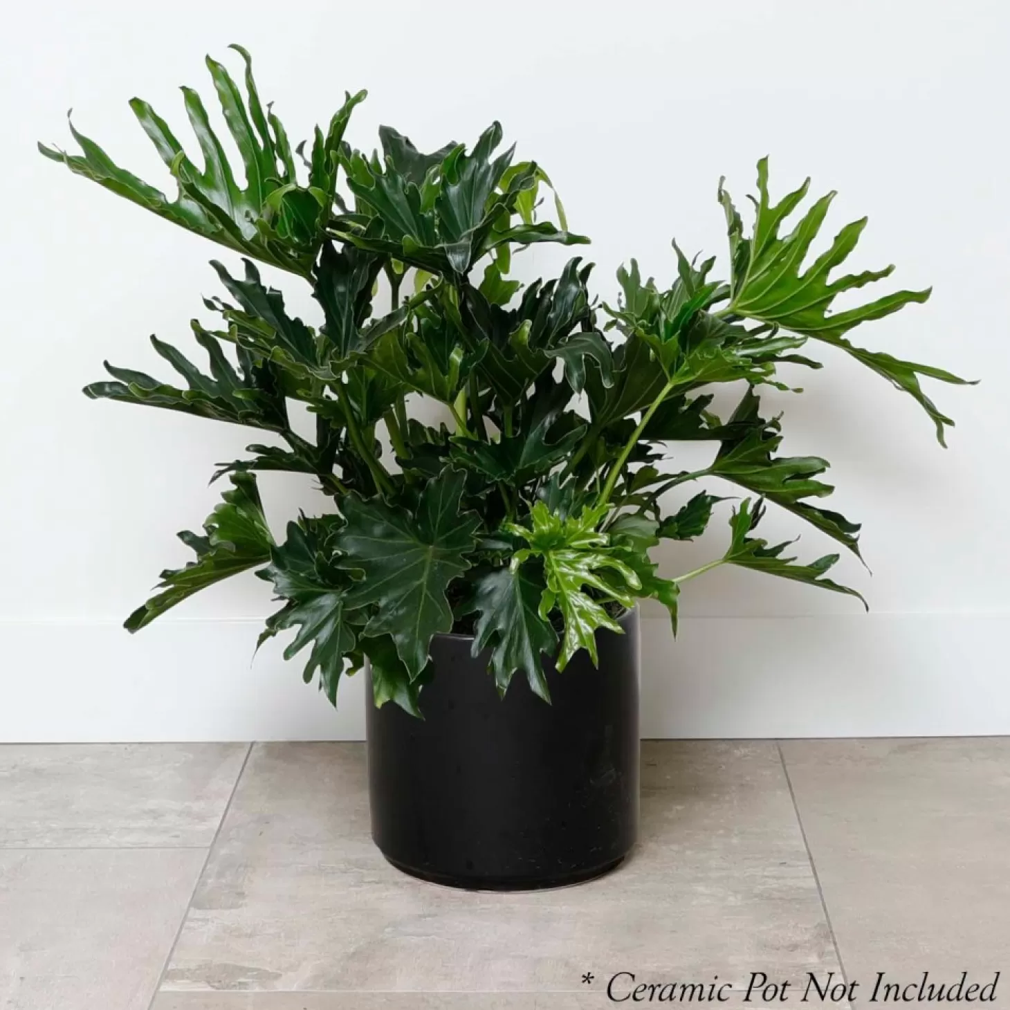 Indoor Plants>Roger's Gardens Philodendron Lickety Split - 8In