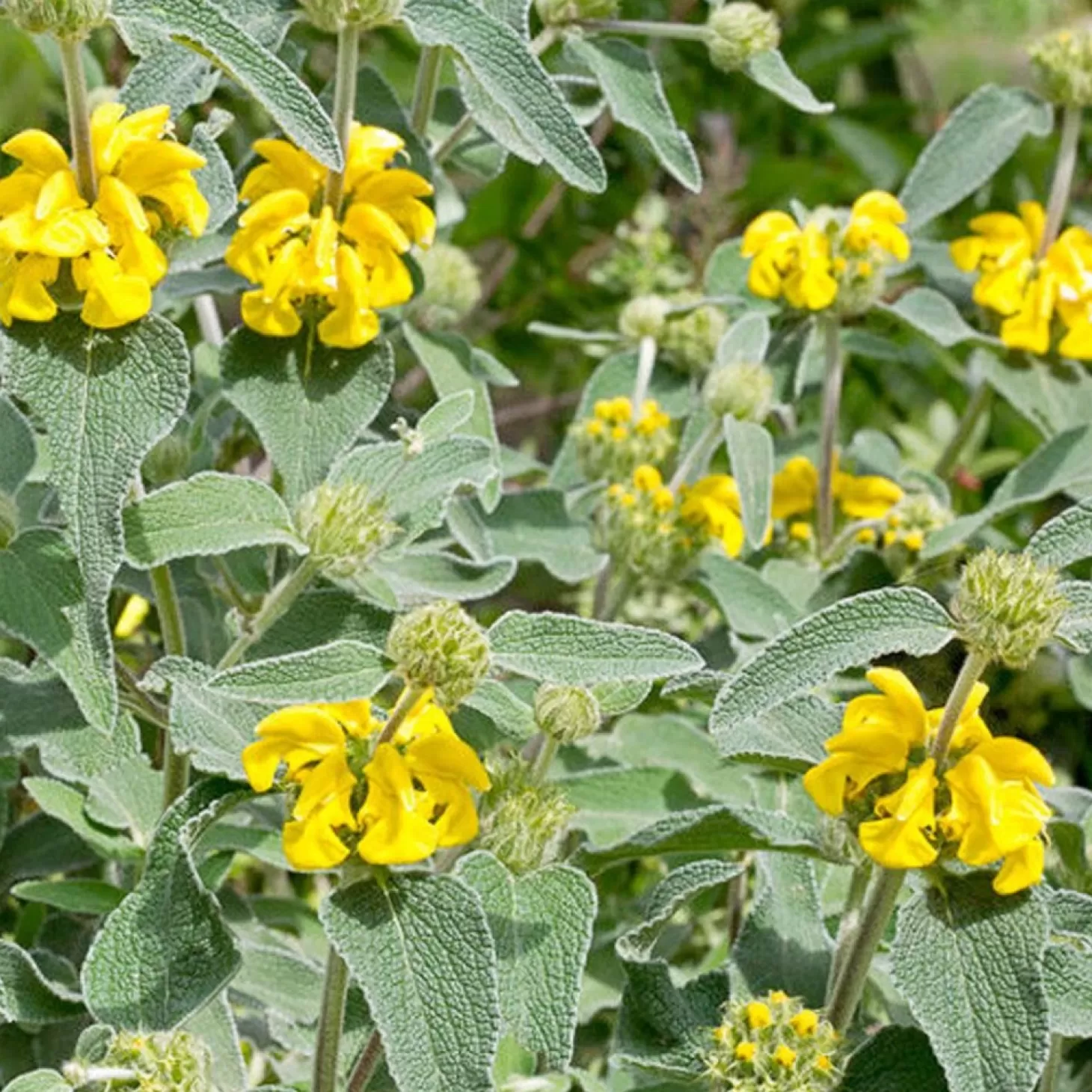 Hummingbird Plants>Roger's Gardens Phlomis Fruticosa