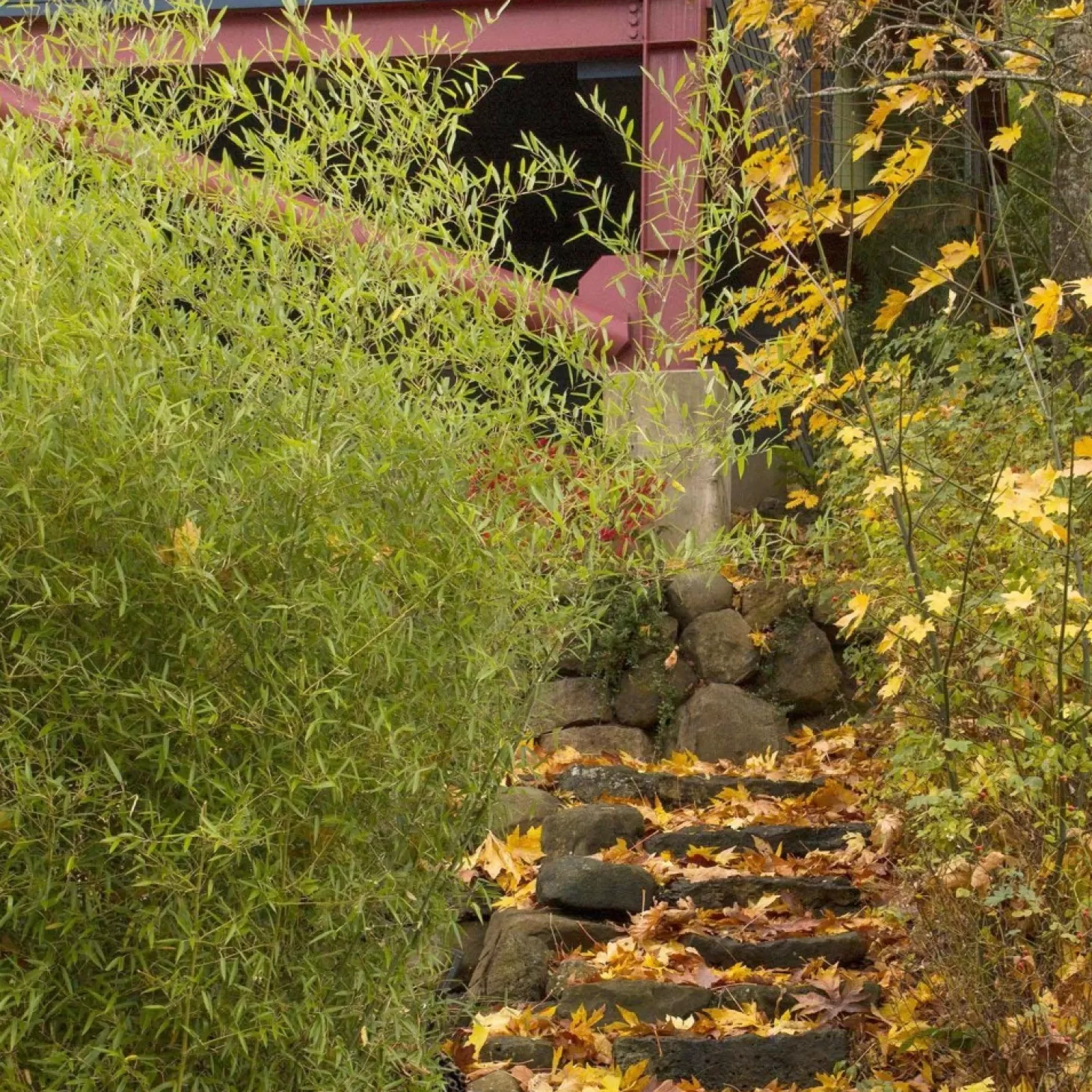 Landscape Plants>Roger's Gardens Phyllostachys Aurea - Golden Bamboo - 10 Gallon