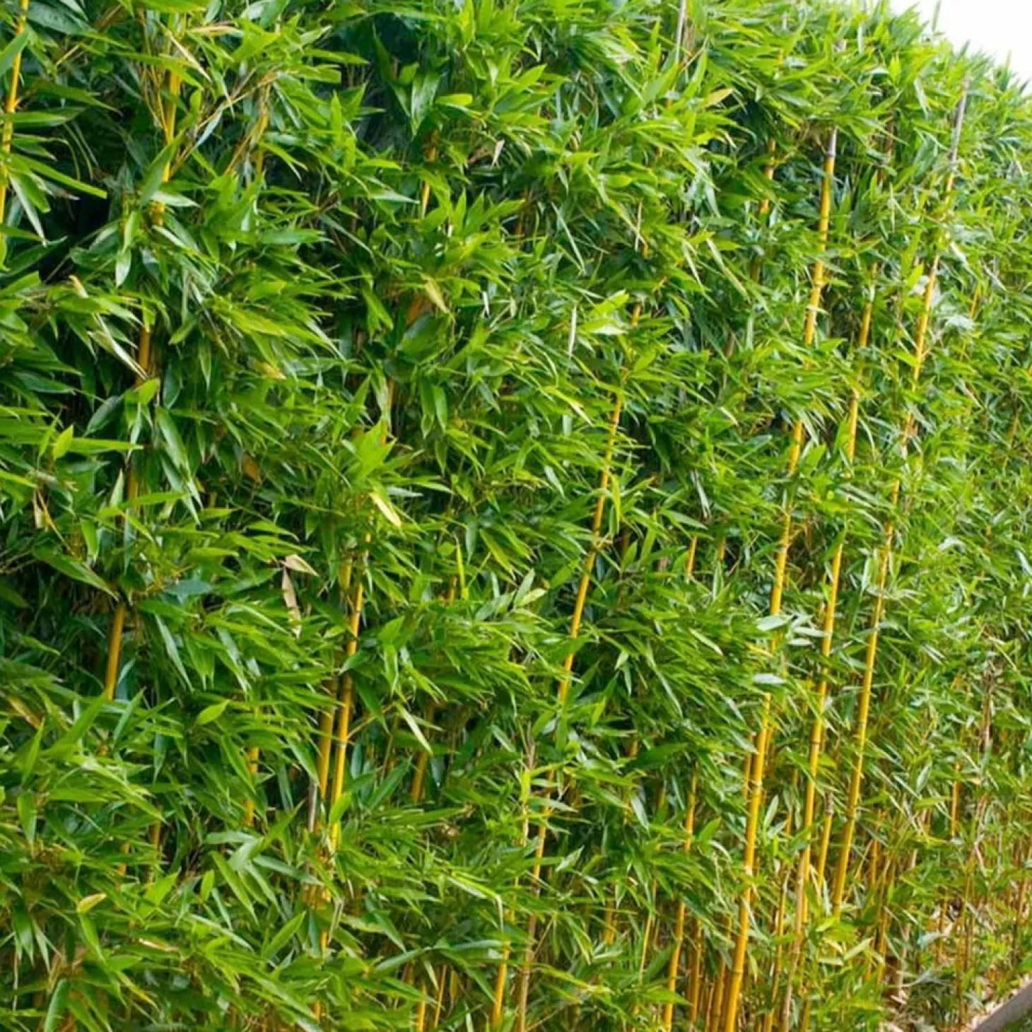 Landscape Plants>Roger's Gardens Phyllostachys Aurea - Golden Bamboo - 5 Gallon