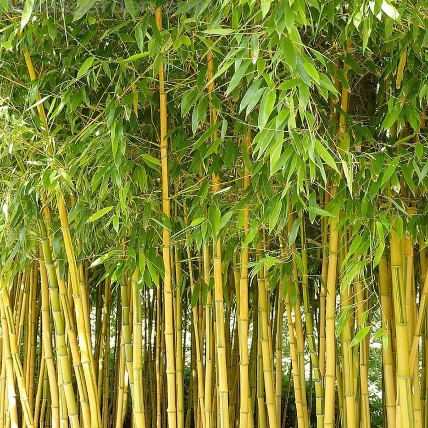 Landscape Plants>Roger's Gardens Phyllostachys Aureosulcata - Yellow Groove Bamboo - 10 Gallon