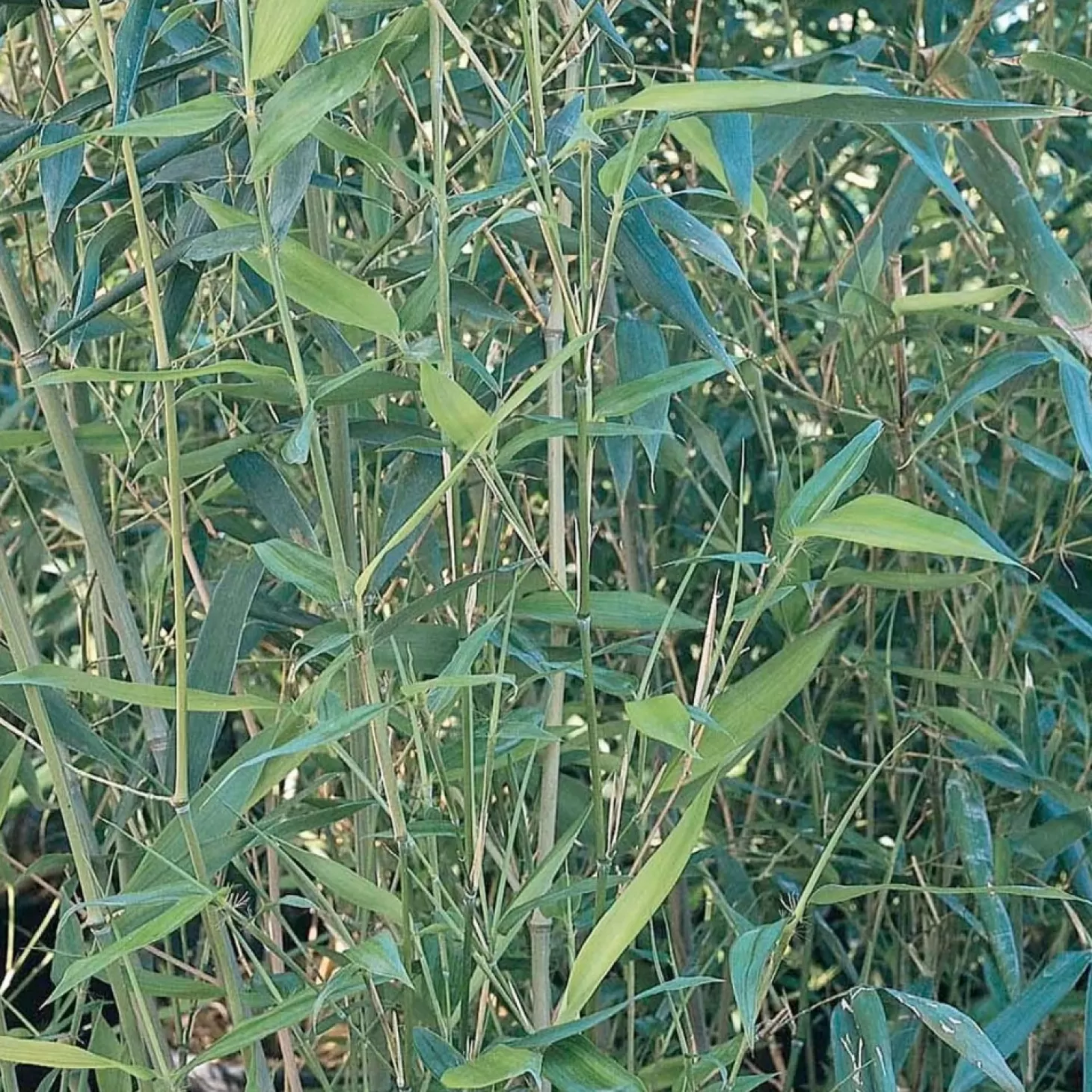 Landscape Plants>Roger's Gardens Phyllostachys Bissettii - Bissett Bamboo - 5 Gallon