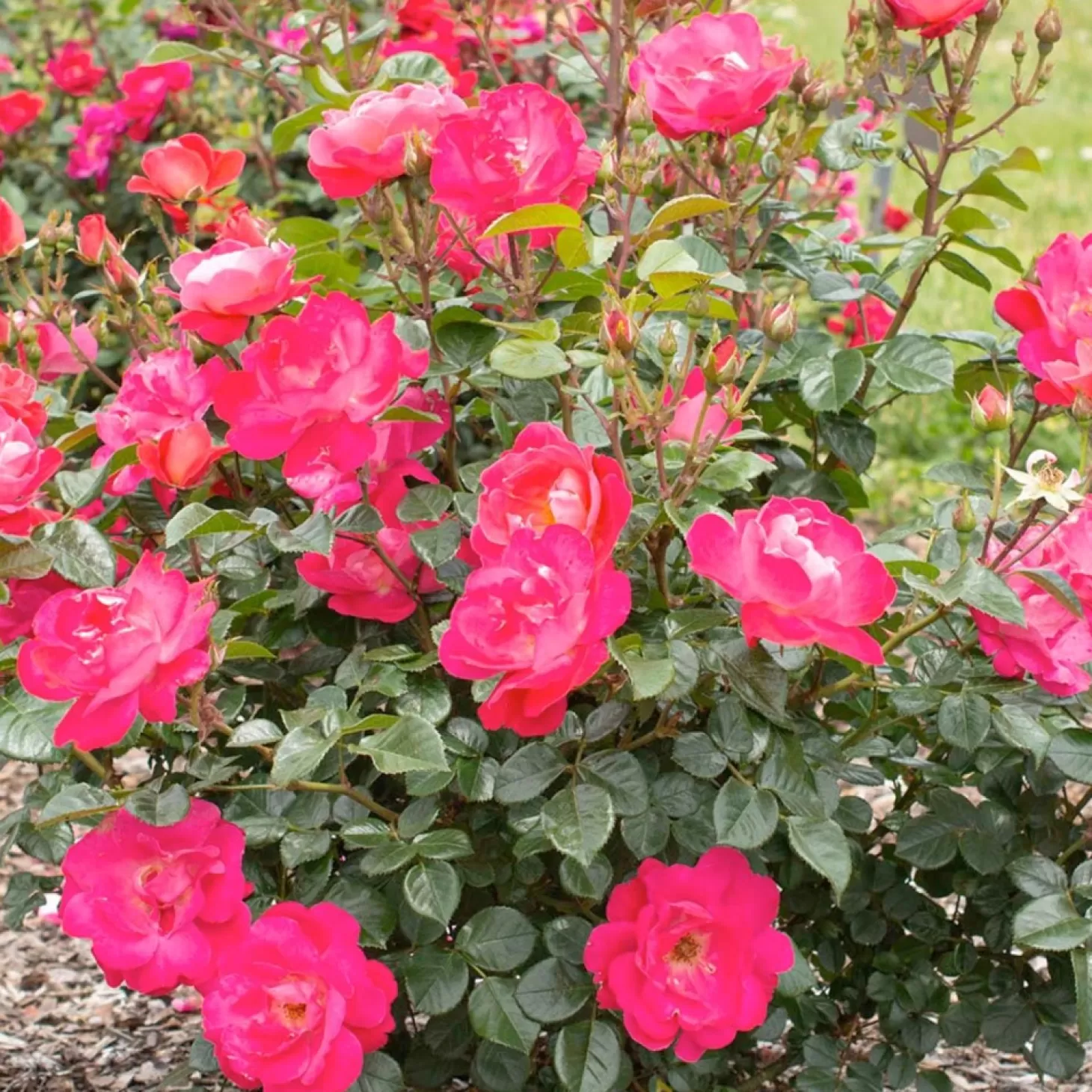 Roses>Roger's Gardens Pink Brick House - 5 Gallon