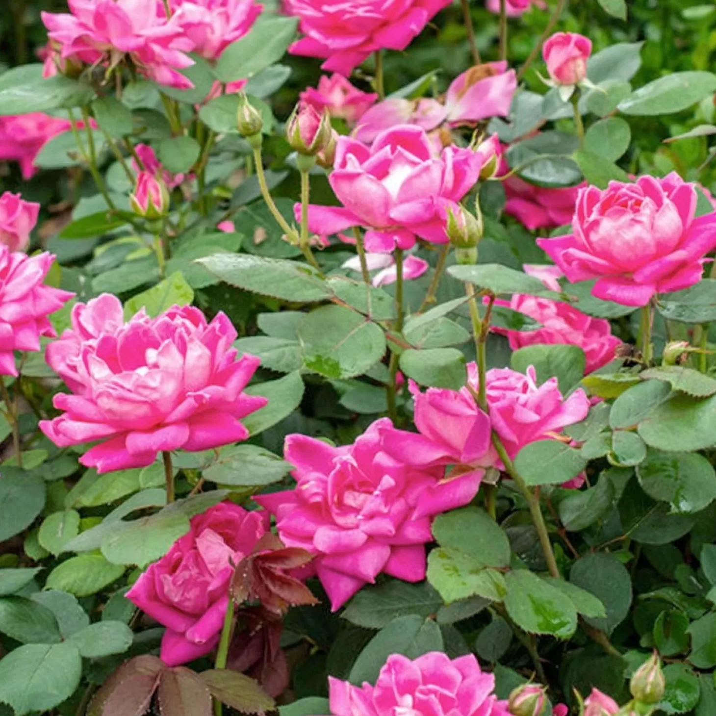 Roses>Roger's Gardens Pink Double Knock Out - 2 Gallon