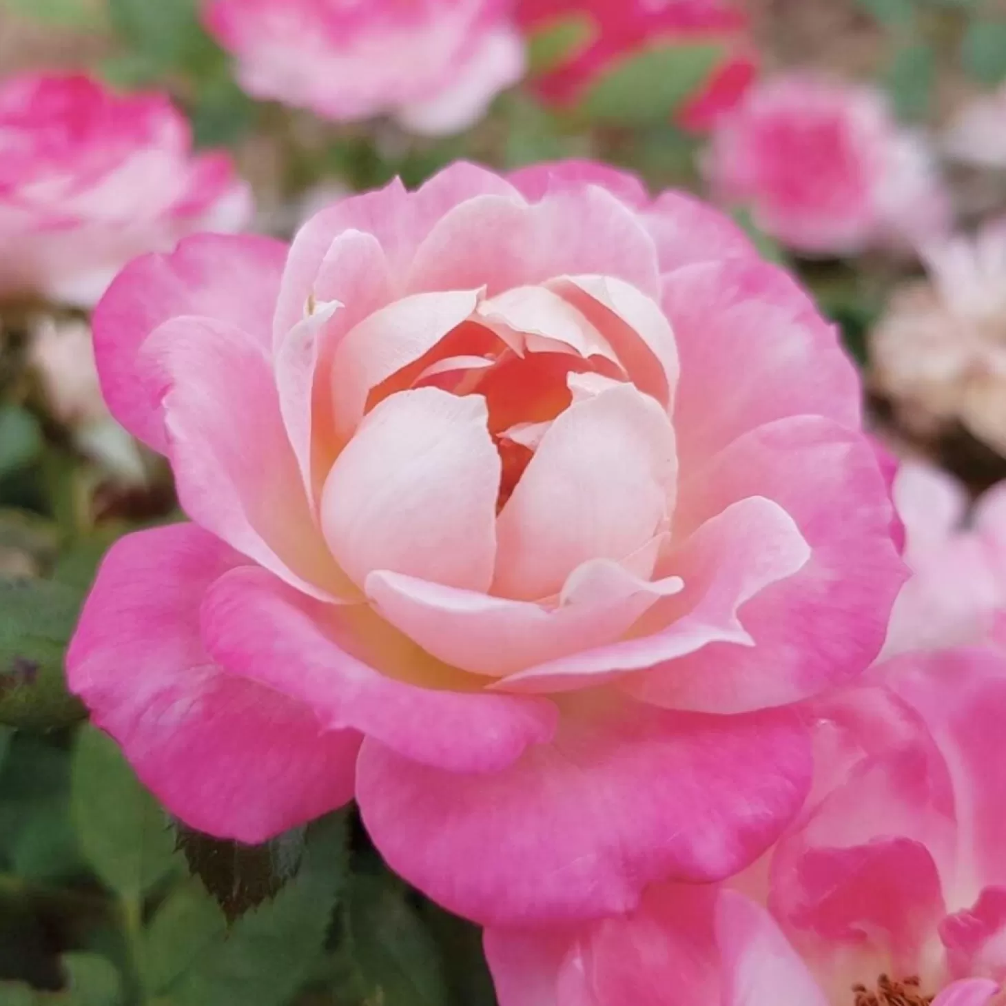 Roses>Roger's Gardens Pink Sunblaze - Mini - 3 Gallon