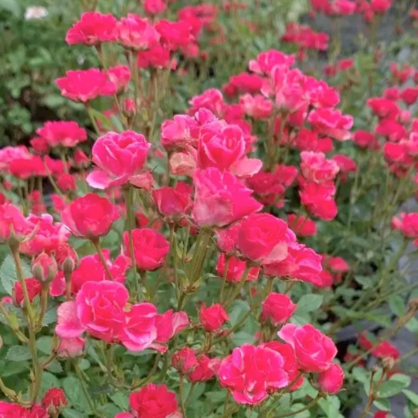 Roses>Roger's Gardens Pink Tumbleweed - 3 Gallon