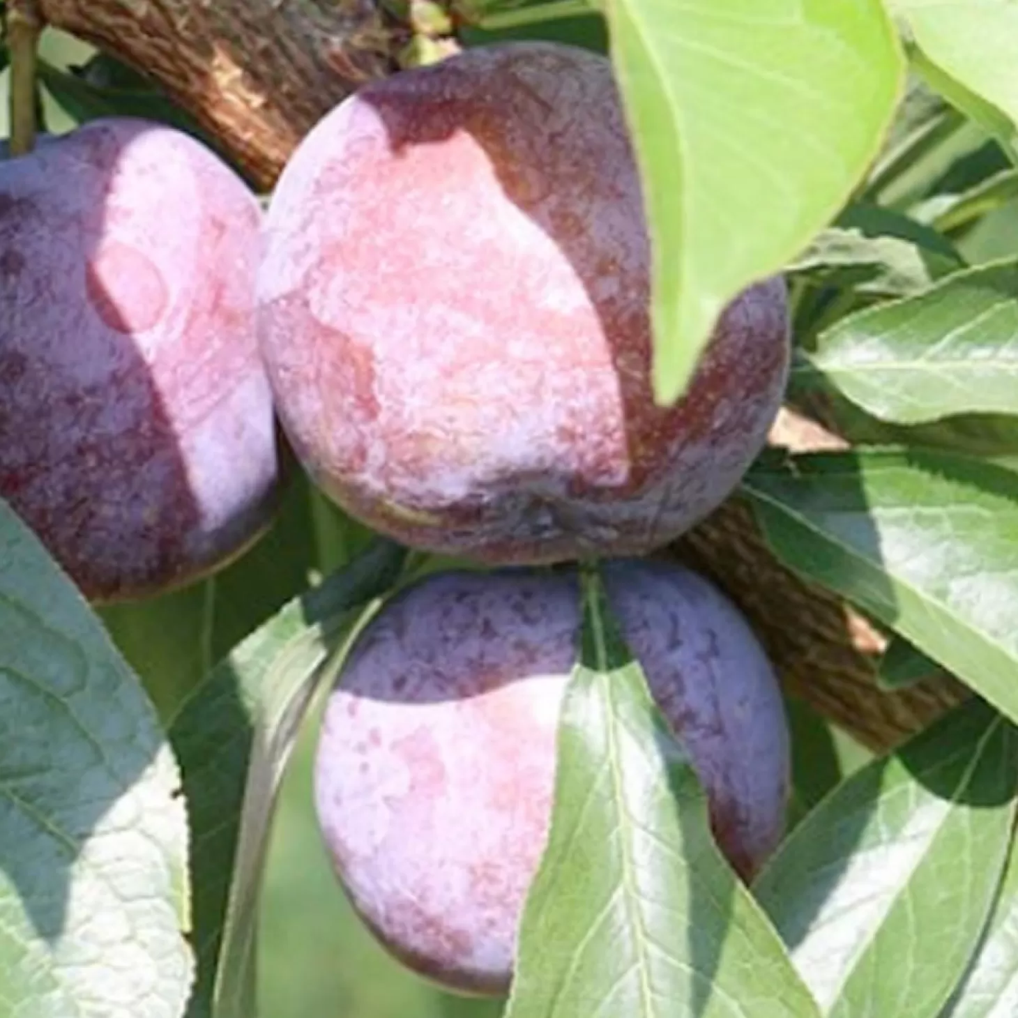 Fruit Trees>Roger's Gardens Pluerry 'Candy Heart' - Semi-Dwarf - #5 Gallon