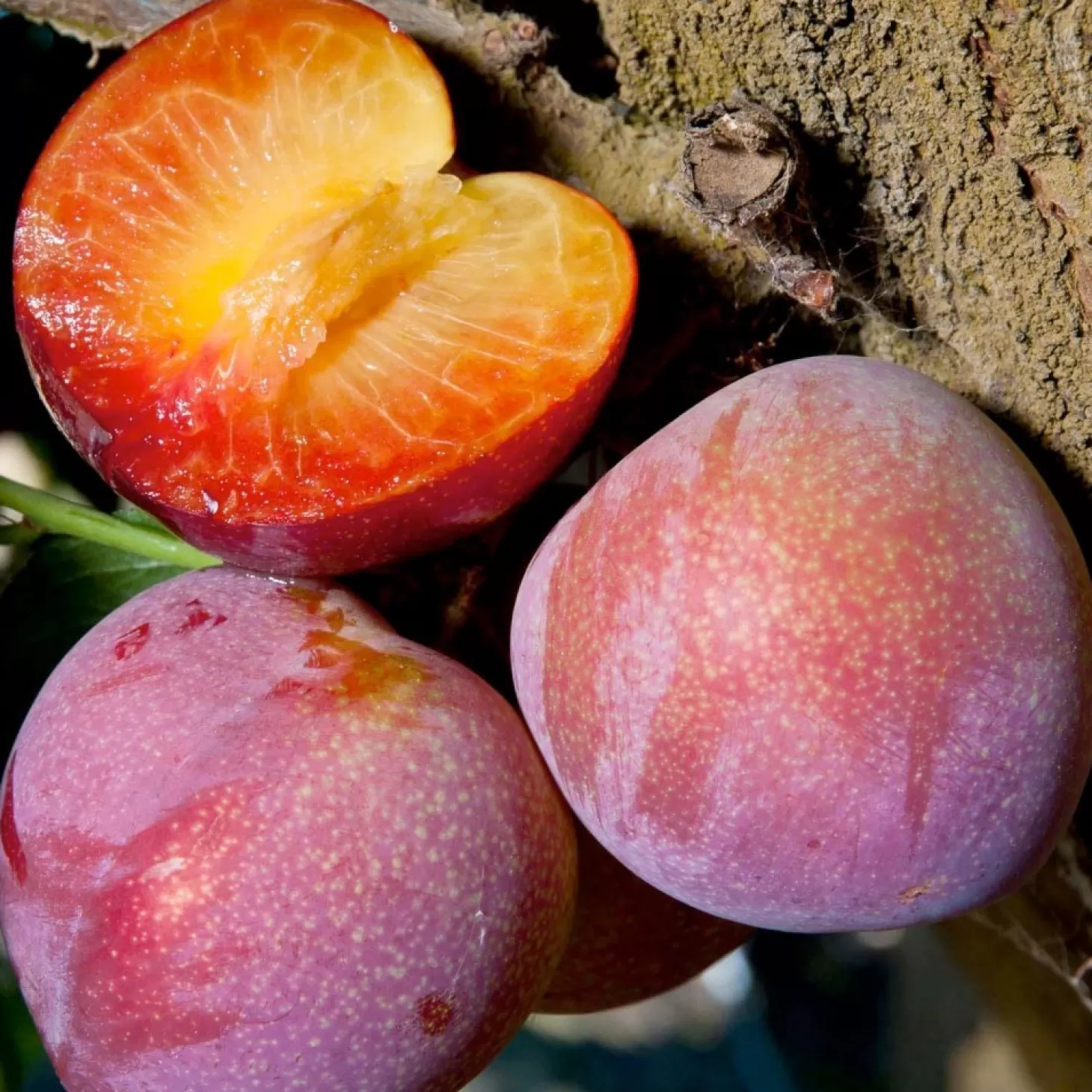 Fruit Trees>Roger's Gardens Plum 'Beauty' - Std.Root - #15 Gallon