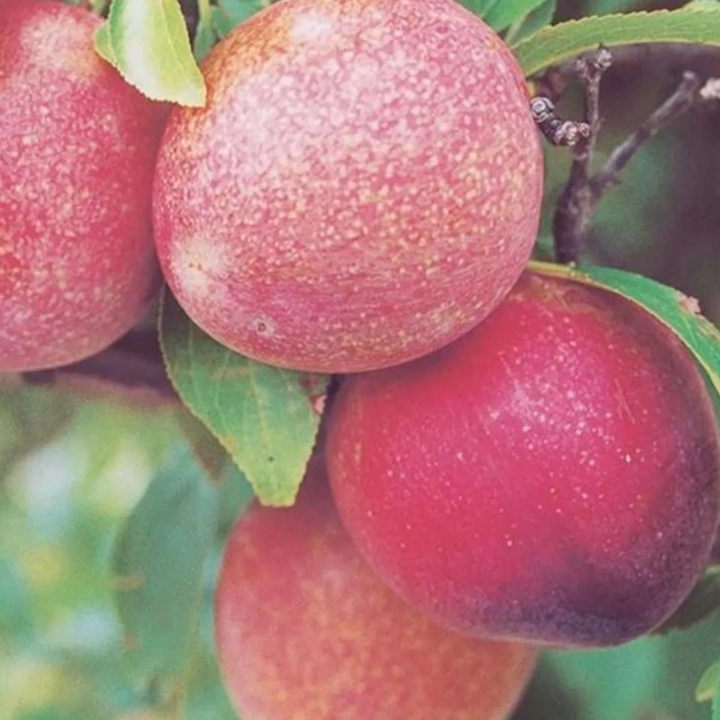 Fruit Trees>Roger's Gardens Plum 'Elephant Heart' - Semi-Dwarf - #5 Gallon