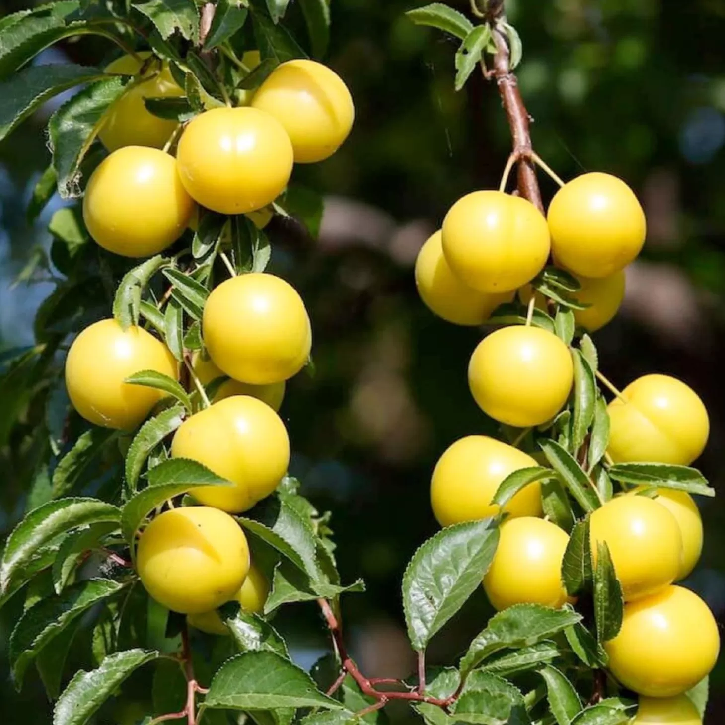 Fruit Trees>Roger's Gardens Plum 'Golden Nectar' - Semi-Dwarf - #15 Gallon