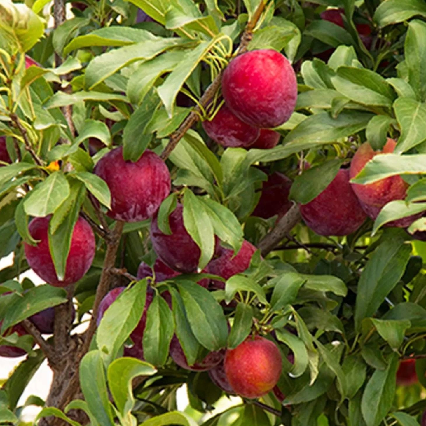 Landscape Plants>Roger's Gardens Plum 'santa Rosa' - Santa Rosa Plum - 10 Gallon