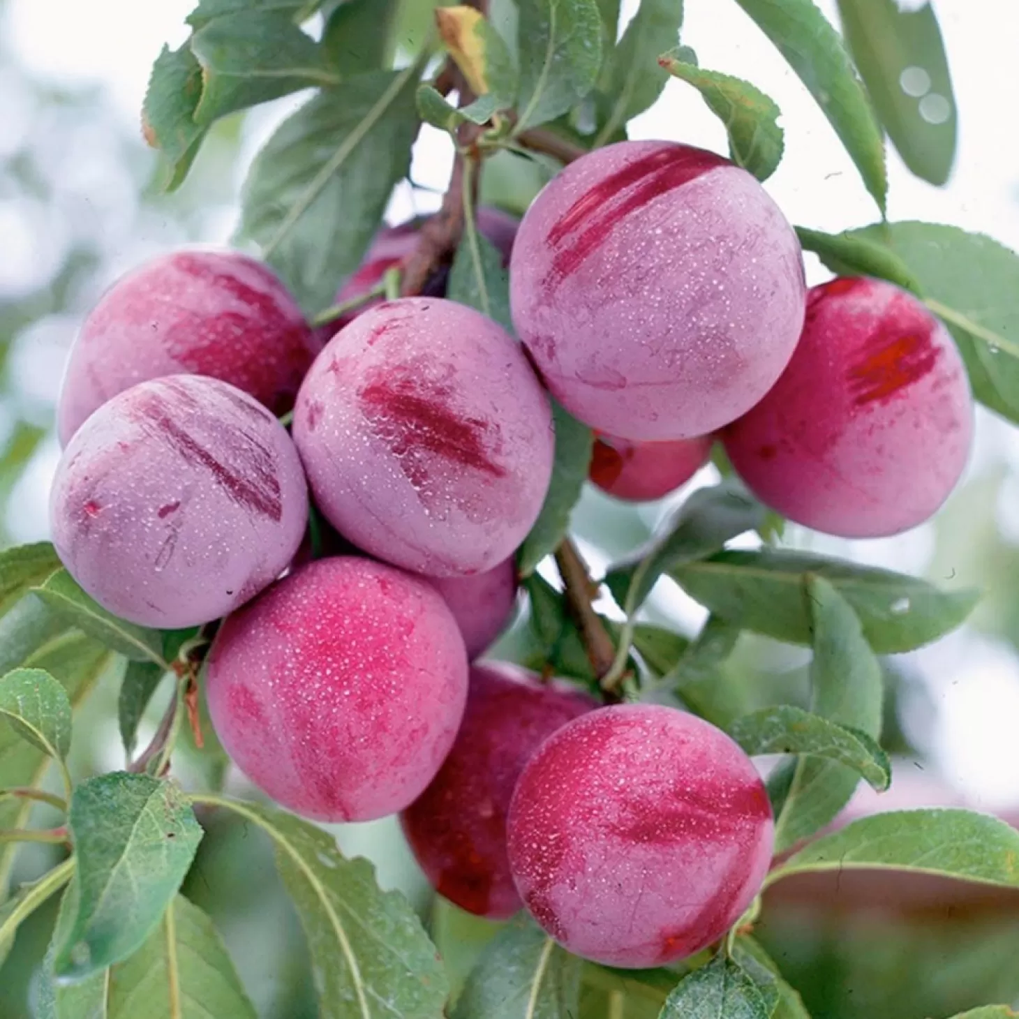 Fruit Trees>Roger's Gardens Plum 'santa Rosa' - Semi-Dwarf - 24" Box