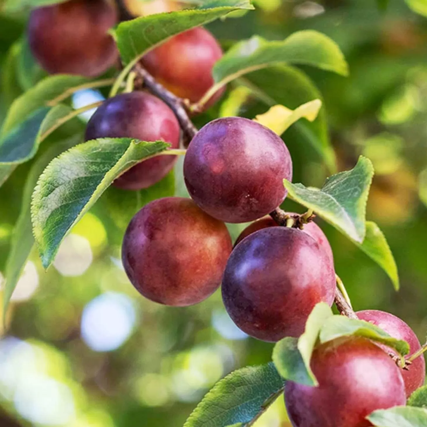 Fruit Trees>Roger's Gardens Plum 'satsuma' - Semi-Dwarf - 24" Box