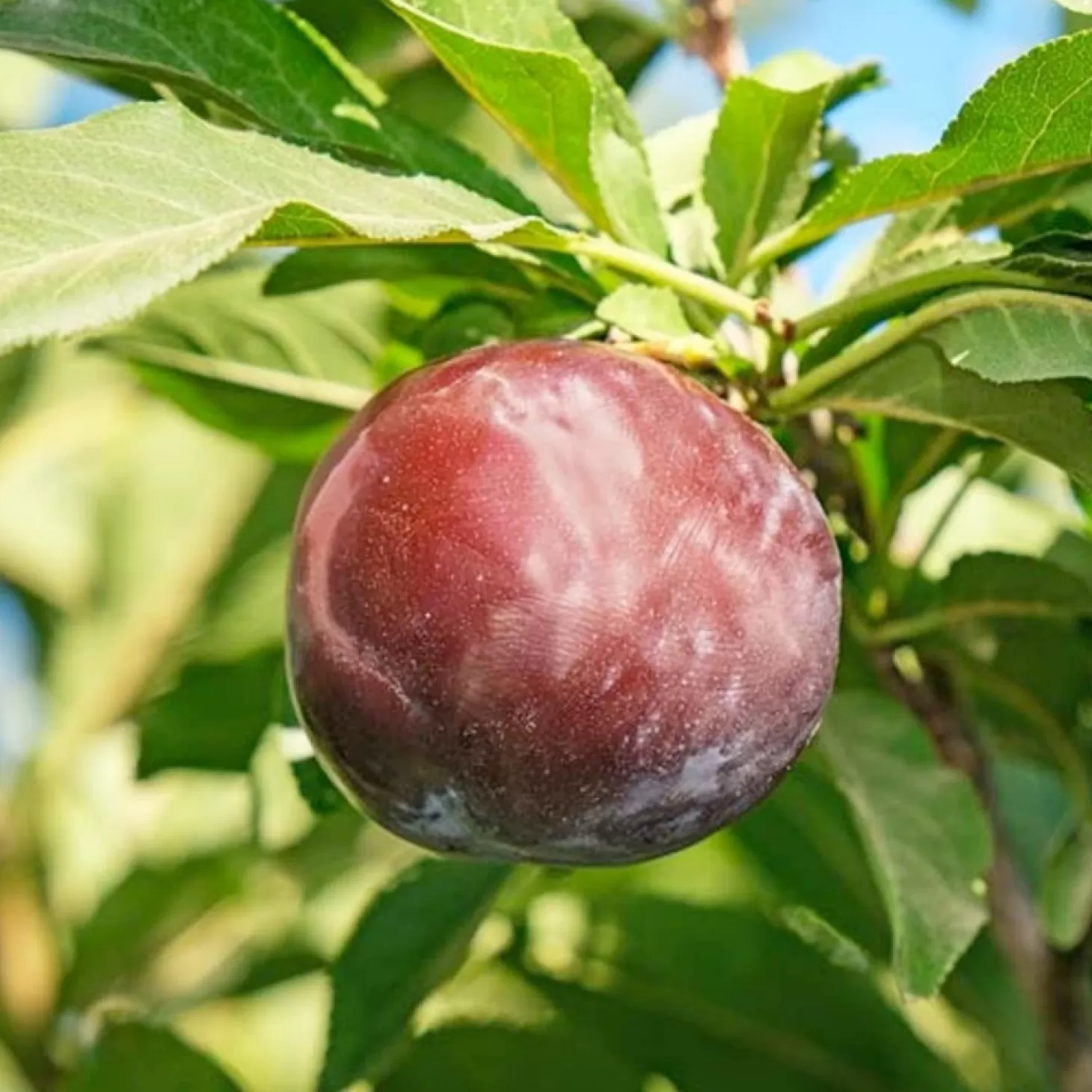 Fruit Trees>Roger's Gardens Plum 'Weeping Santa Rosa Plum' - #15 Gallon