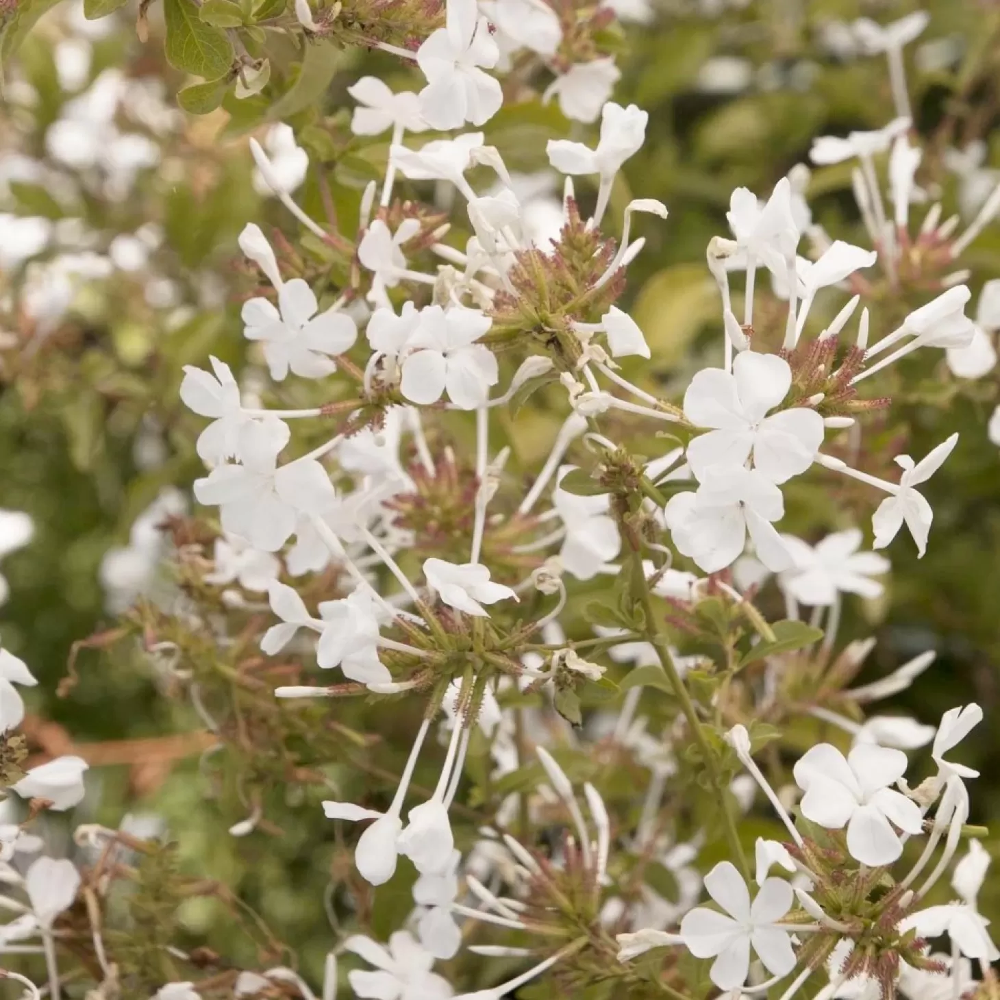 Landscape Plants>Roger's Gardens Plumbago Auric. 'White Cape'® - White Cape Plumbago - 1 Gallon