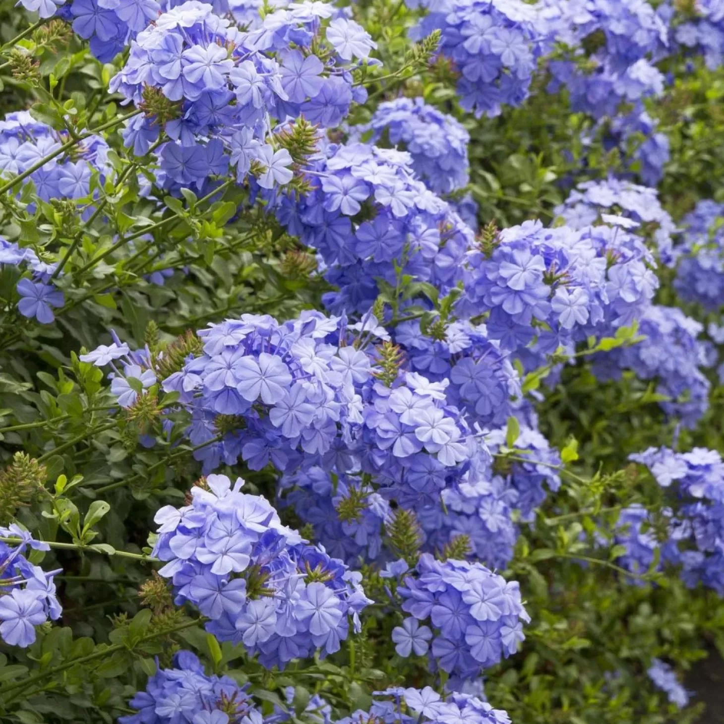 Landscape Plants>Roger's Gardens Plumbago 'Royal Cape'® - Royal Cape Plumbago - 1 Gallon