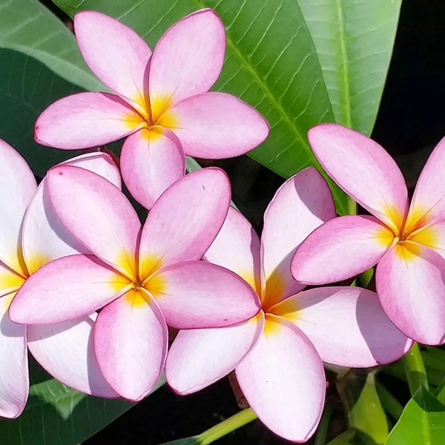 Landscape Plants>Roger's Gardens Plumeria "Dwarf Miniature" 8In - Assorted Colors