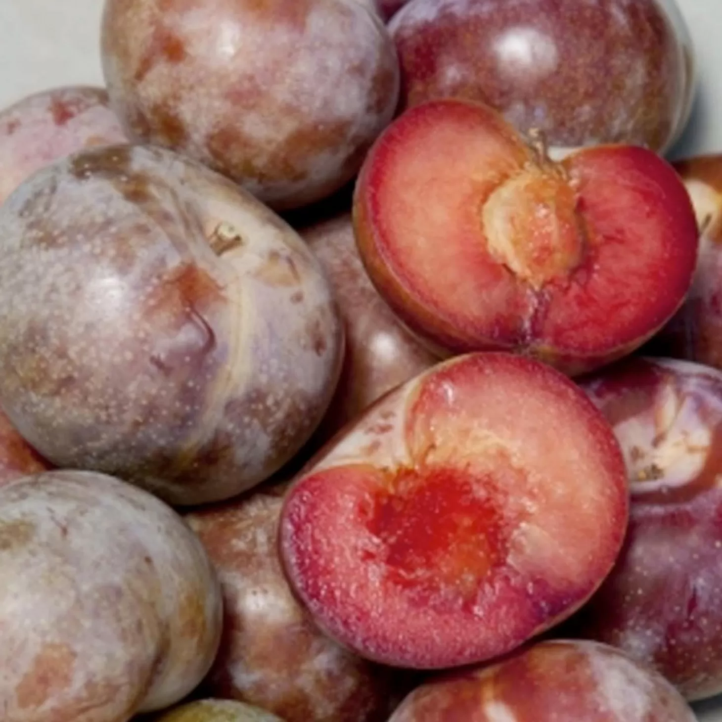 Fruit Trees>Roger's Gardens Pluot 'Dapple Supreme' - Semi-Dwarf - #5 Gallon