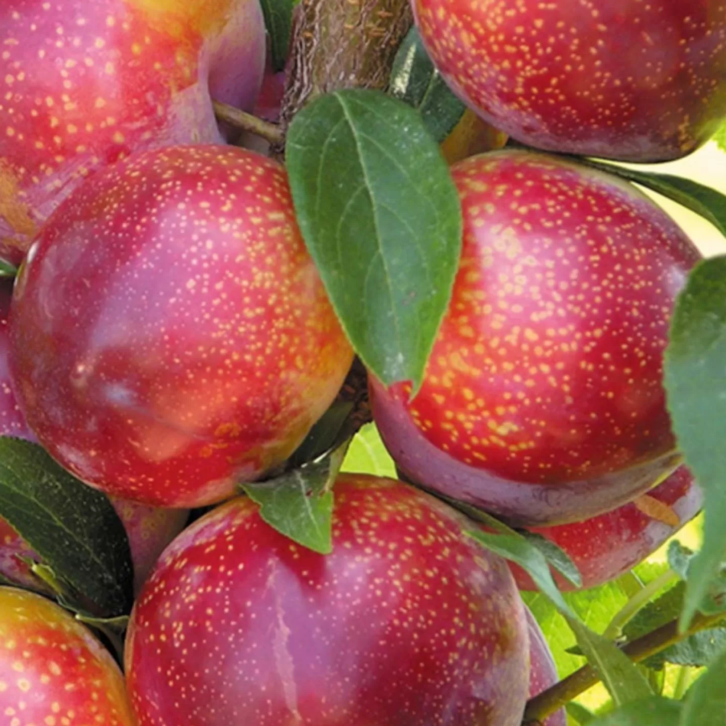 Fruit Trees>Roger's Gardens Pluot 'Flavor King' - Semi-Dwarf - #5 Gallon