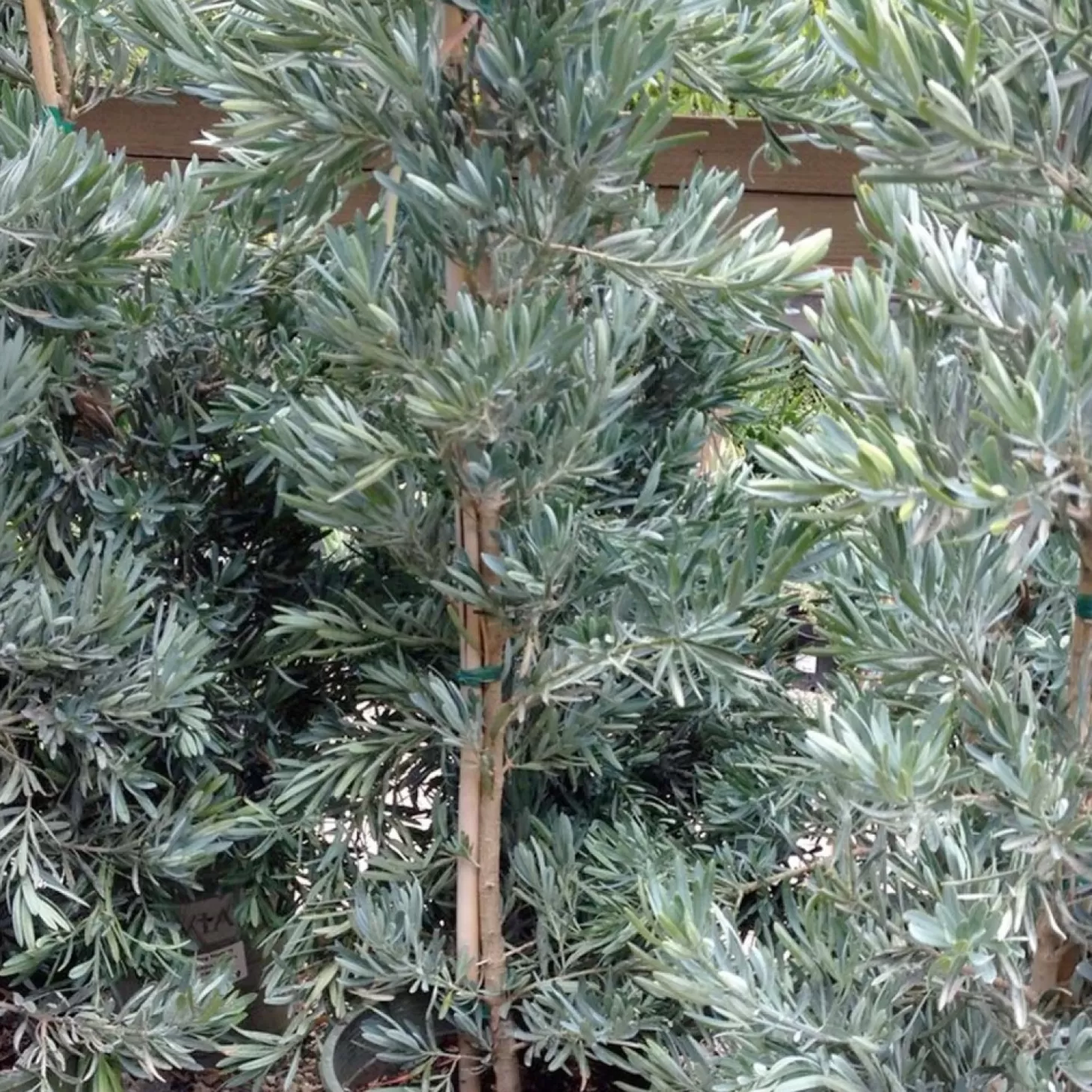 Landscape Plants>Roger's Gardens Podocarpus 'Icee Blue'® - Icee Blue Yellow-Wood - 15 Gallon