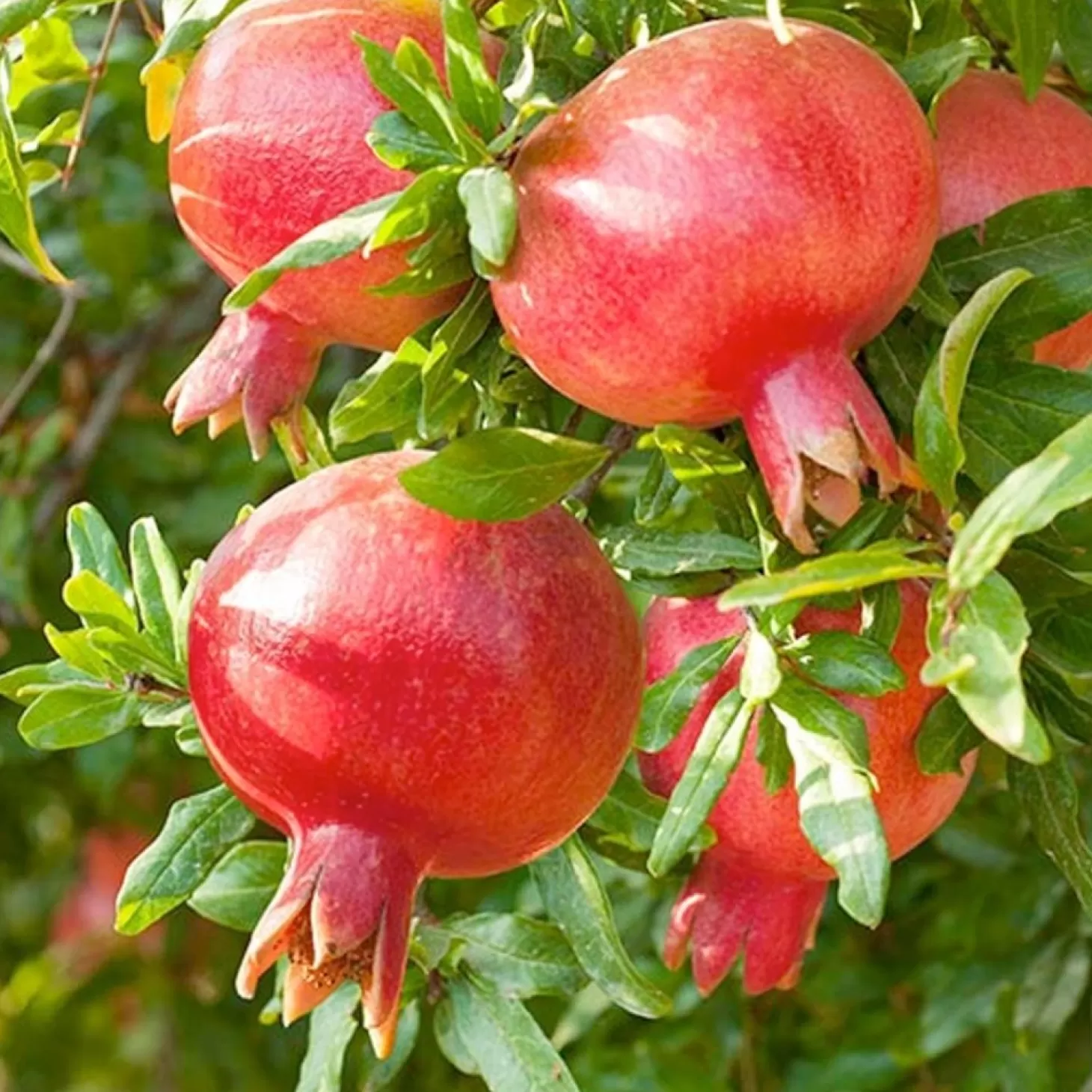 Fruit Trees>Roger's Gardens Pomegranate 'Punica Parfianka' - #5 Gallon