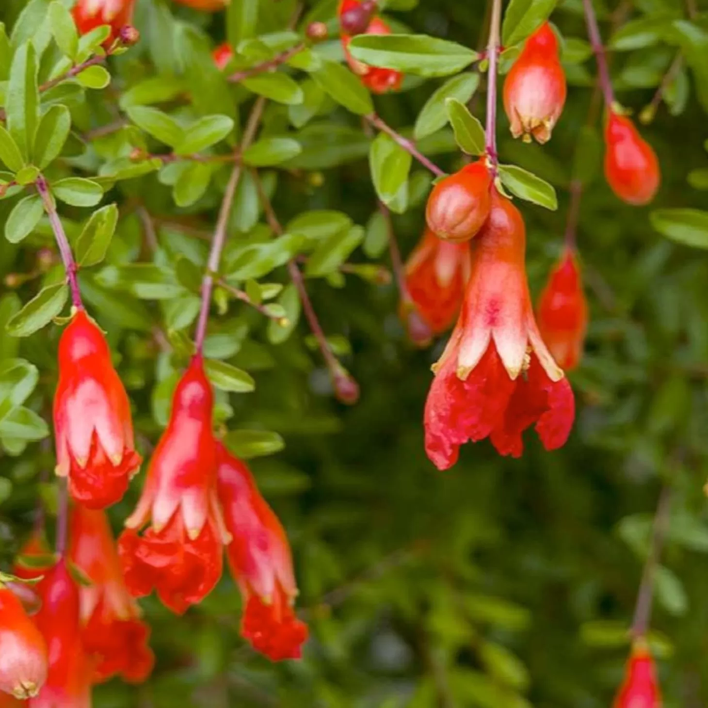 Landscape Plants>Roger's Gardens Pomegranite 'Nana' - Dwarf Pomegranate - 1 Gallon