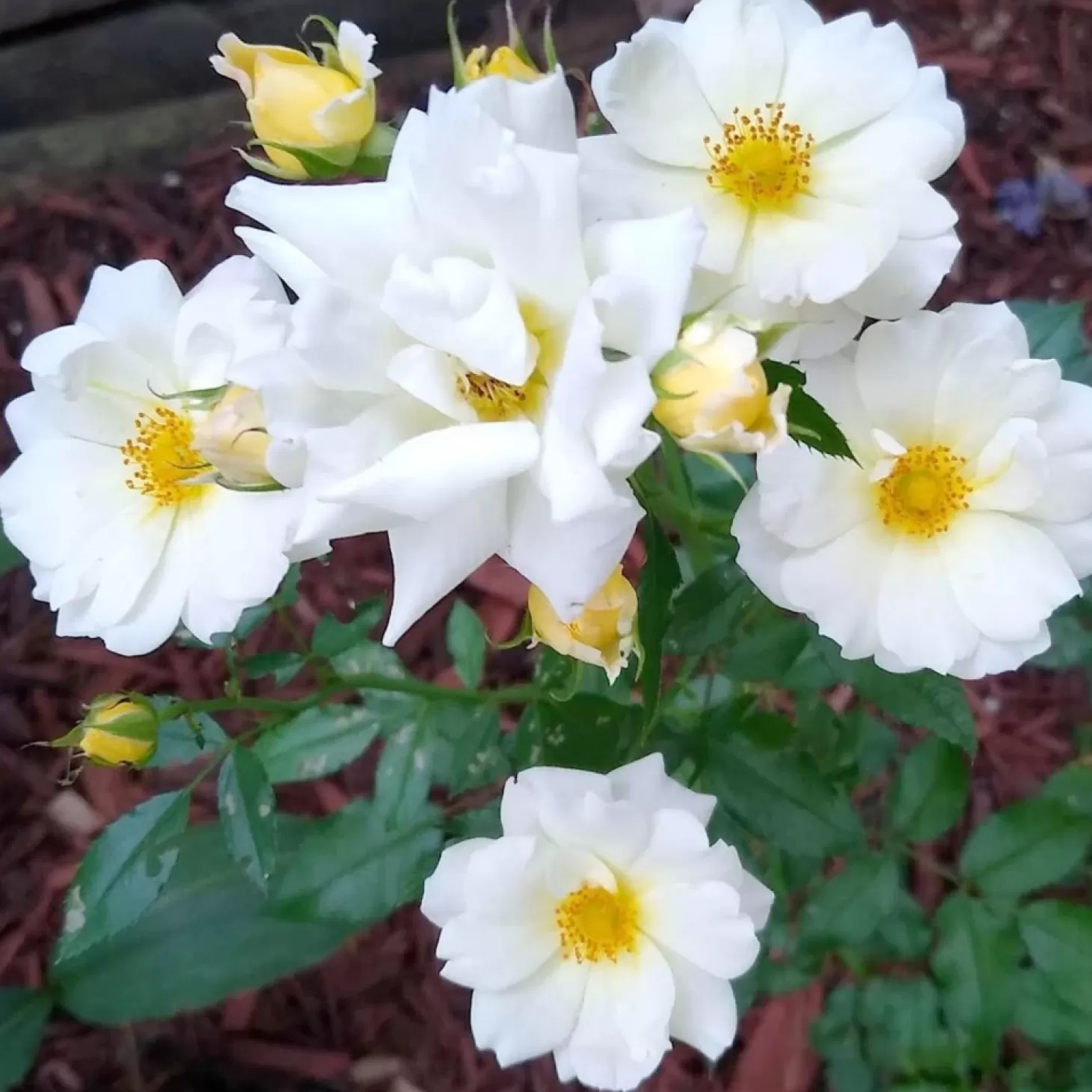 Roses>Roger's Gardens Popcorn Drift - 5 Gallon